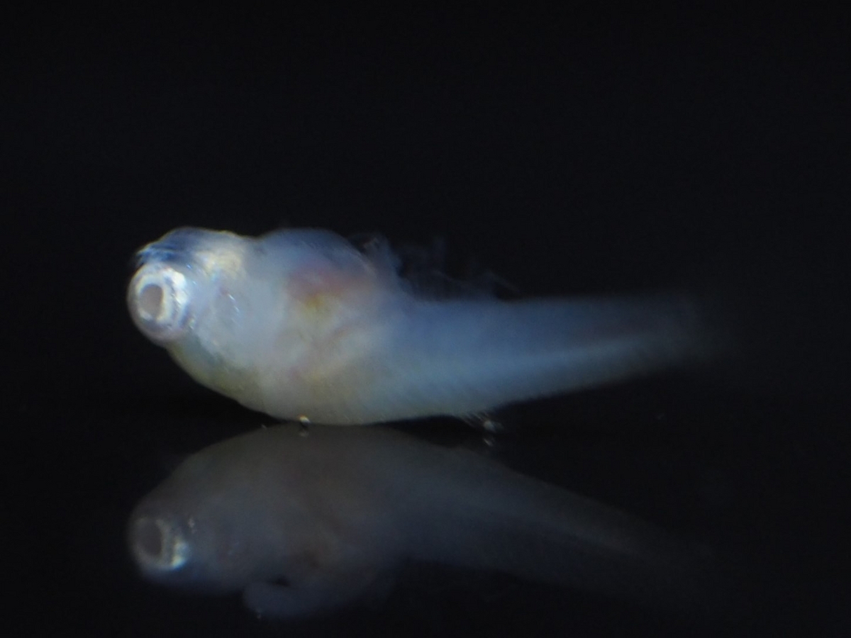 グッピー 稚魚放置: グッピー稚魚 育て方 – SOKGWZ