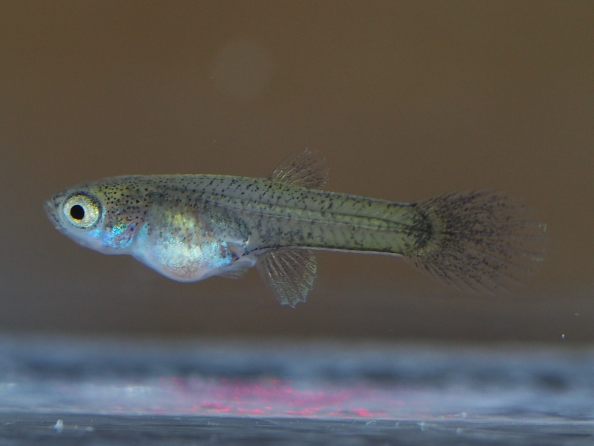 【初心者向け】ブリーダーが教えるグッピー稚魚の育て方 - グッピーjournal