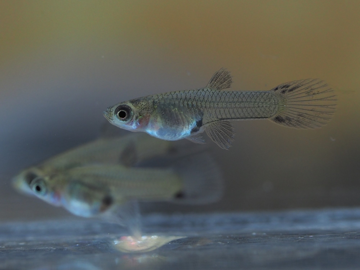 【初心者向け】ブリーダーが教えるグッピー稚魚の育て方 - グッピーjournal