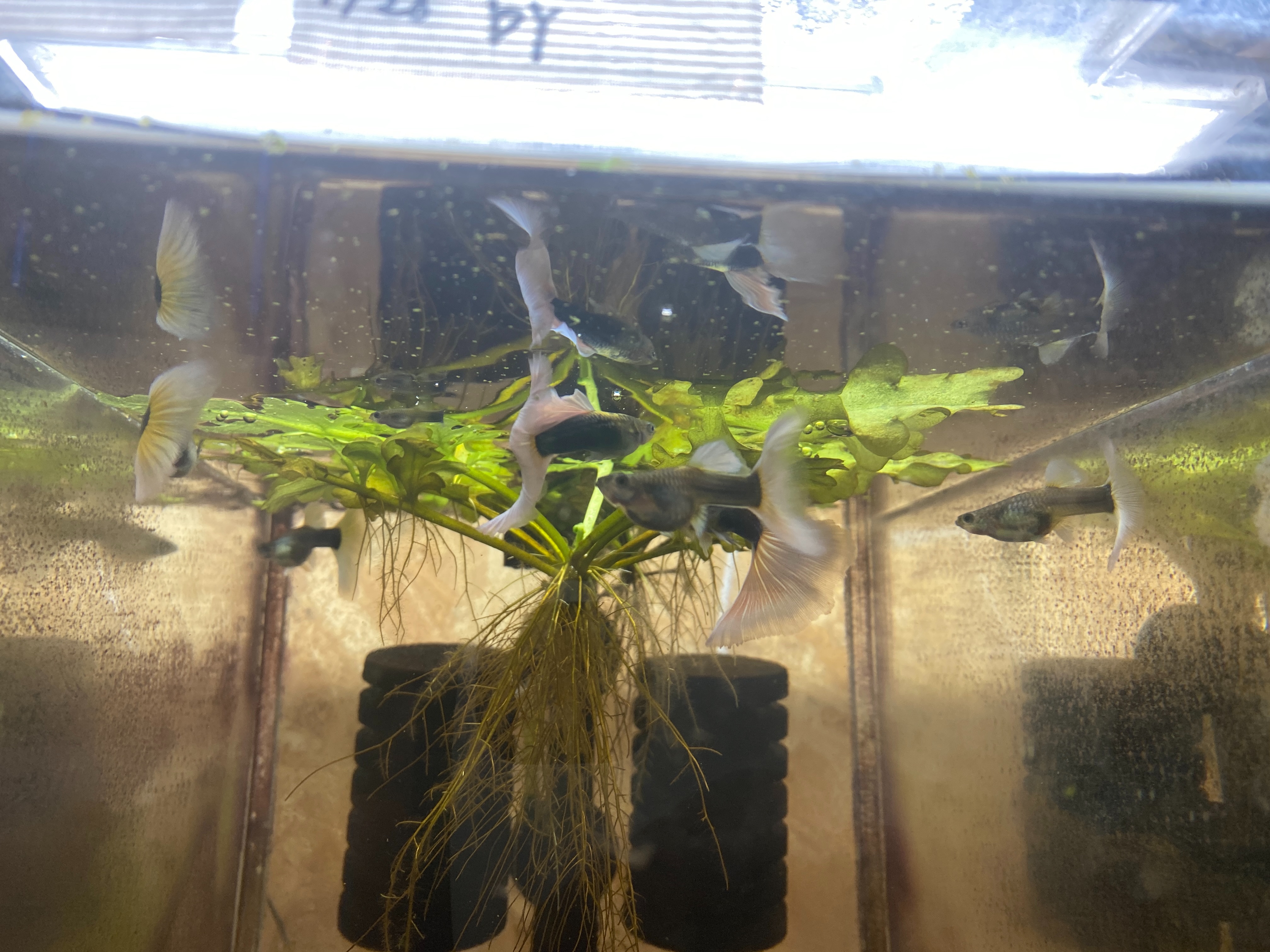 f:id:popopoppun:20230404083217j:image