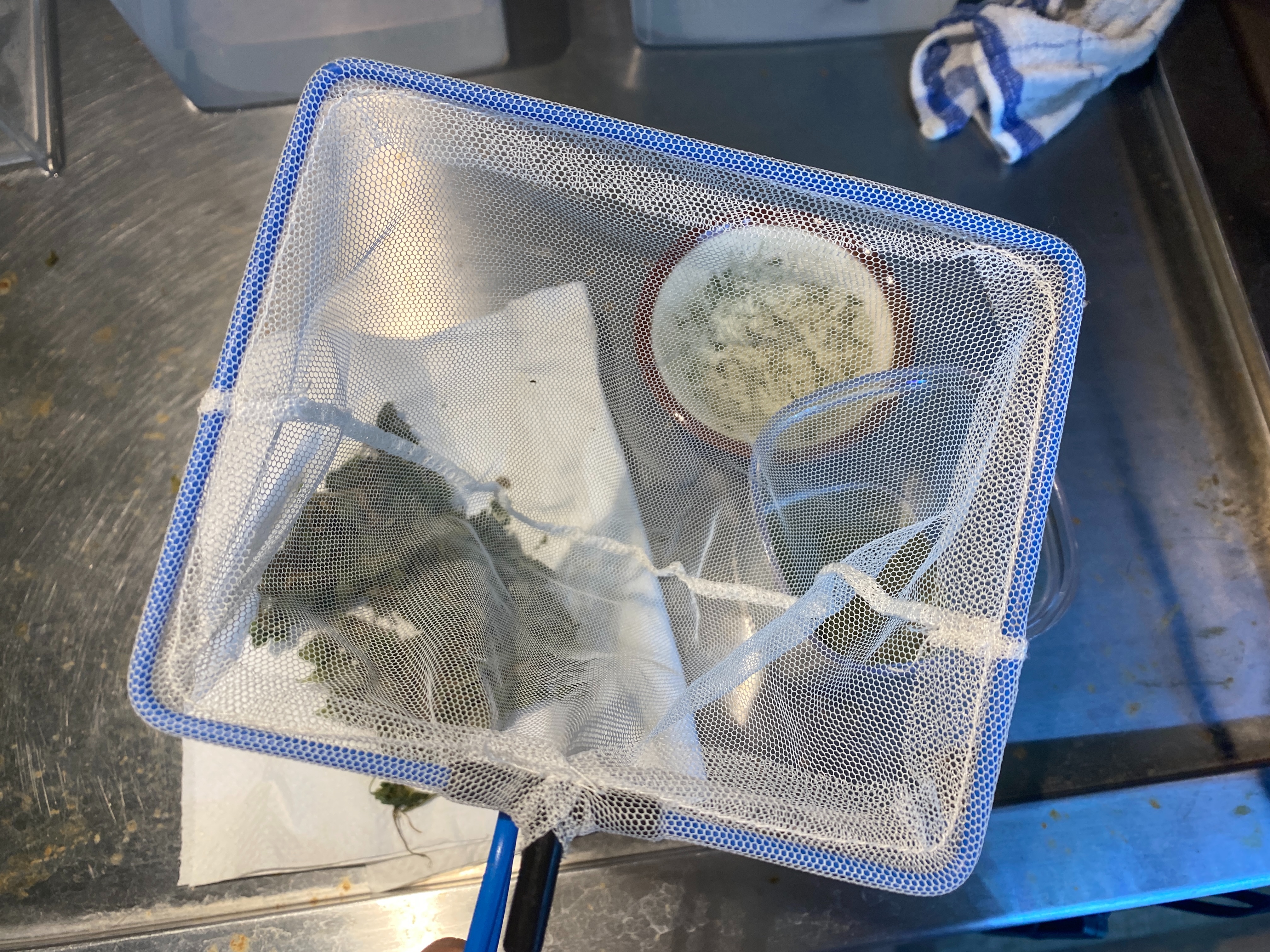 f:id:popopoppun:20230404083330j:image