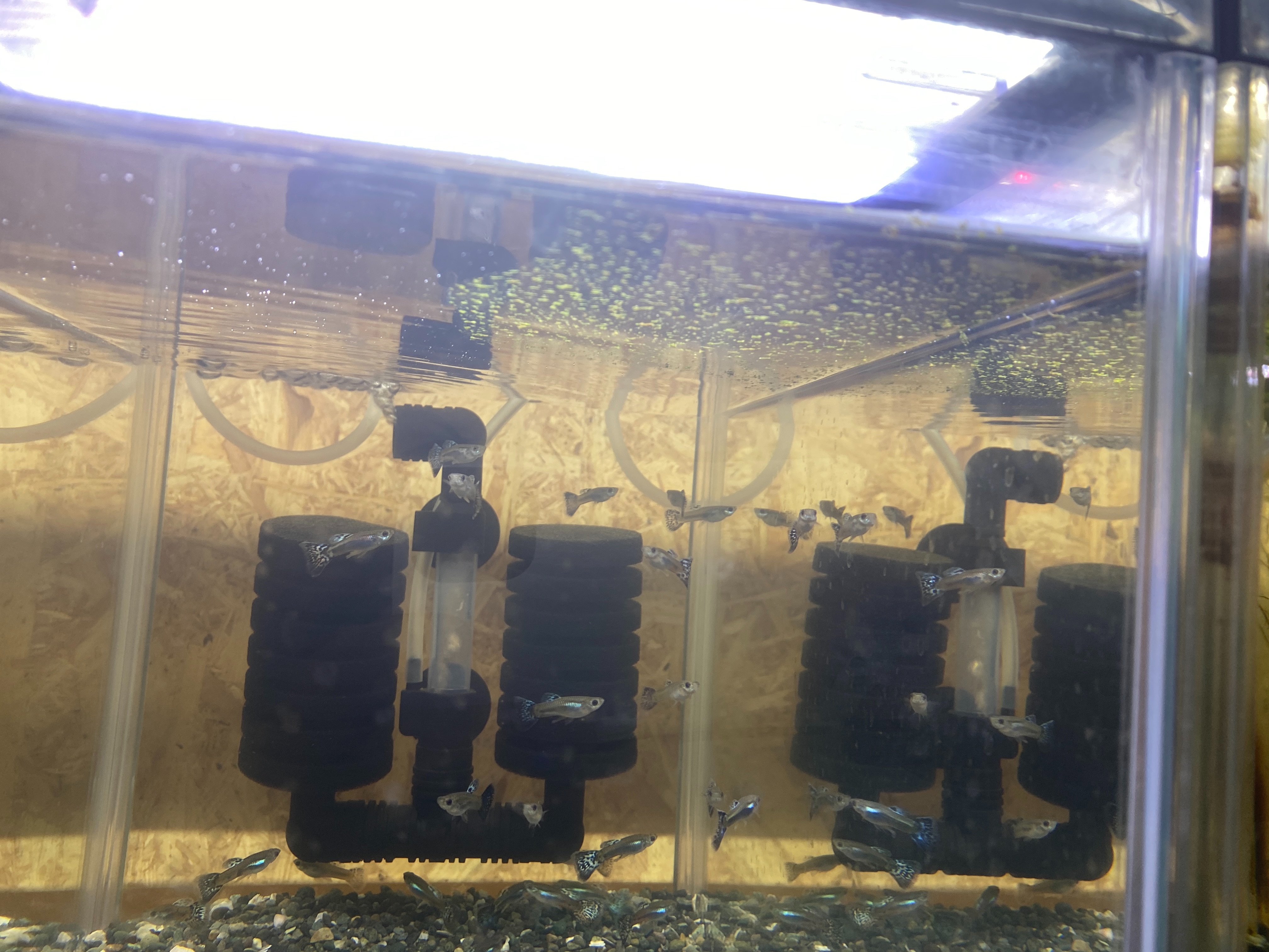 f:id:popopoppun:20230404083338j:image