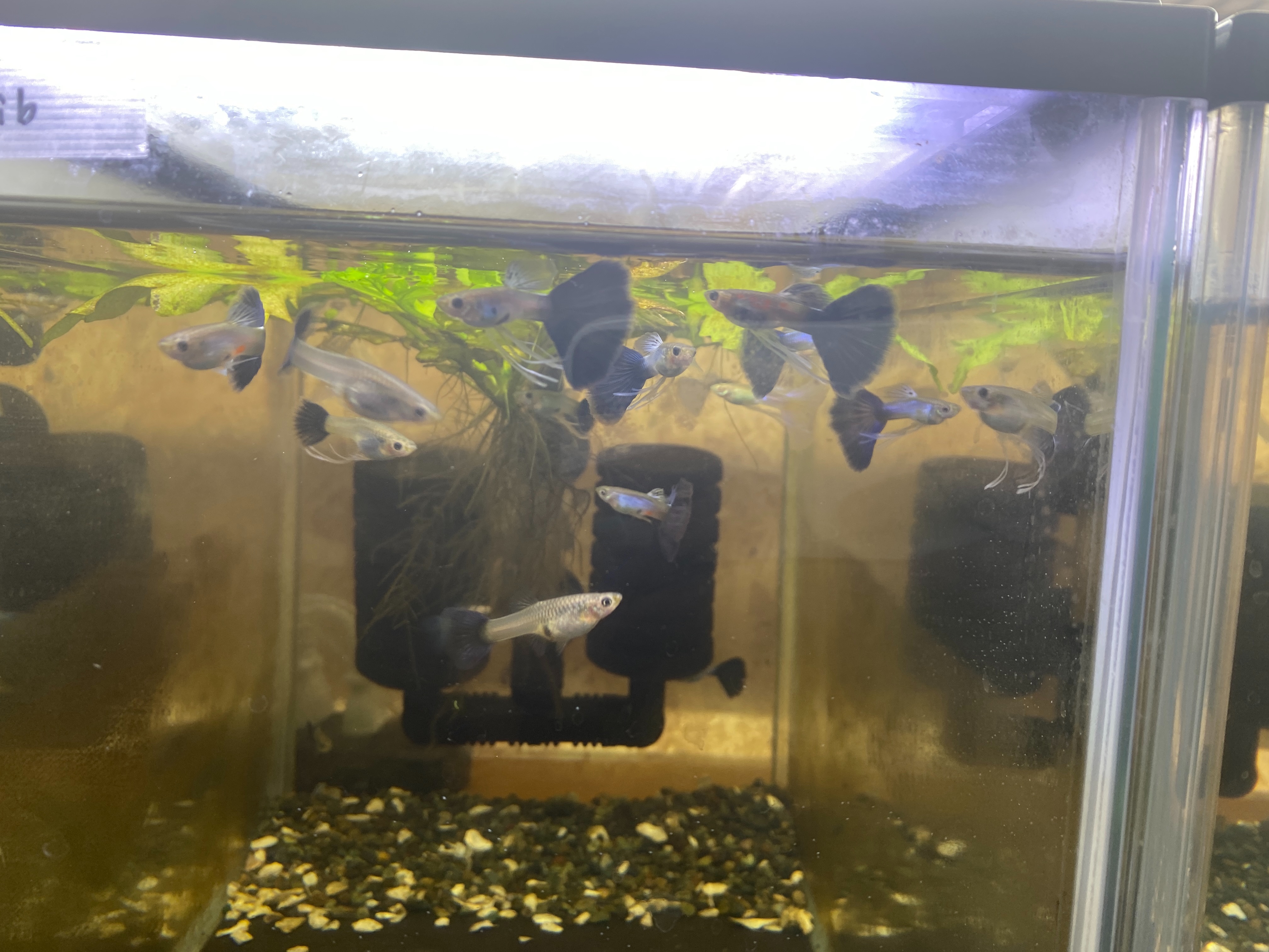 f:id:popopoppun:20230404083451j:image