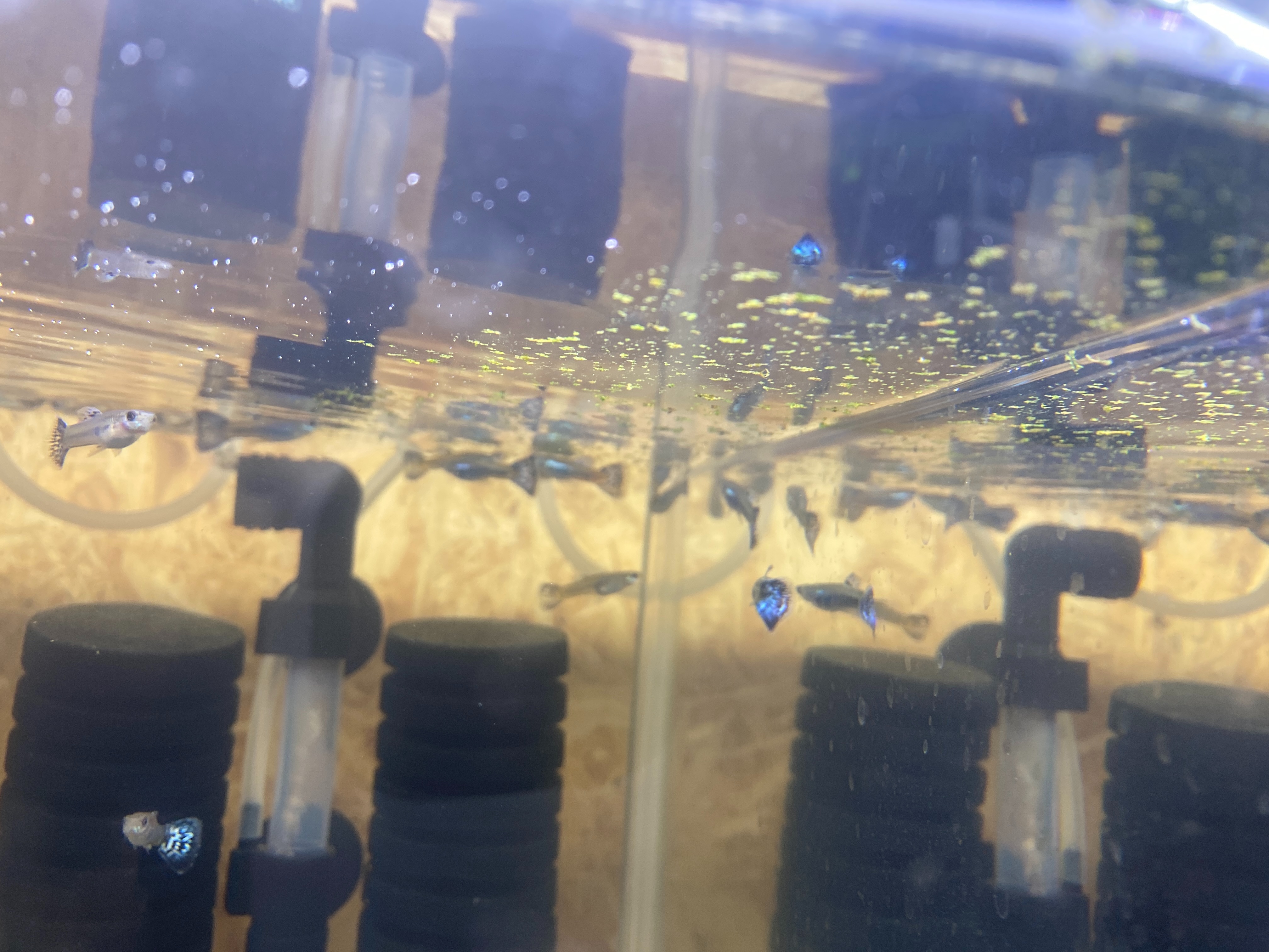 f:id:popopoppun:20230404083506j:image