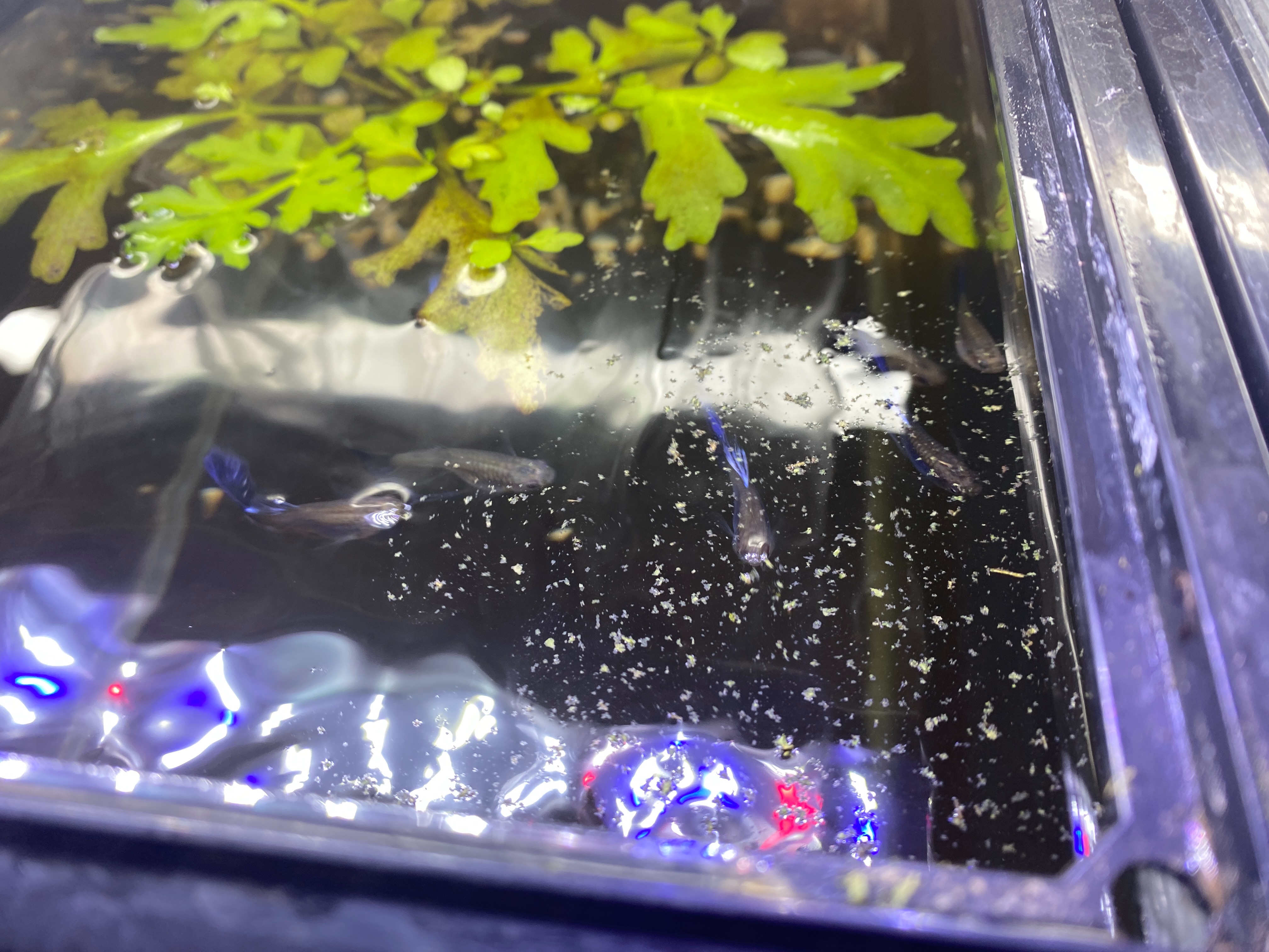 f:id:popopoppun:20230404083623j:image