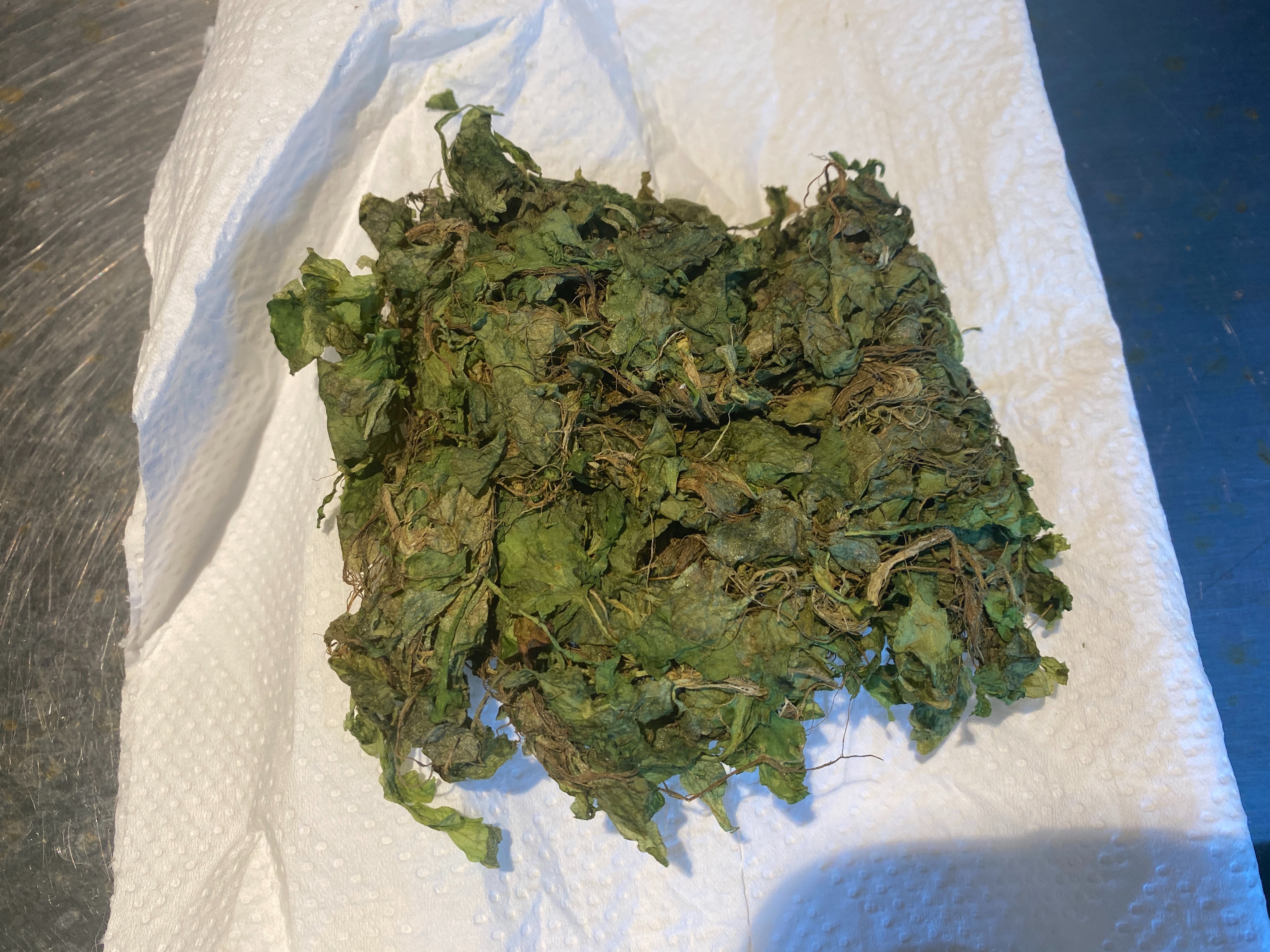 f:id:popopoppun:20230404083703j:image