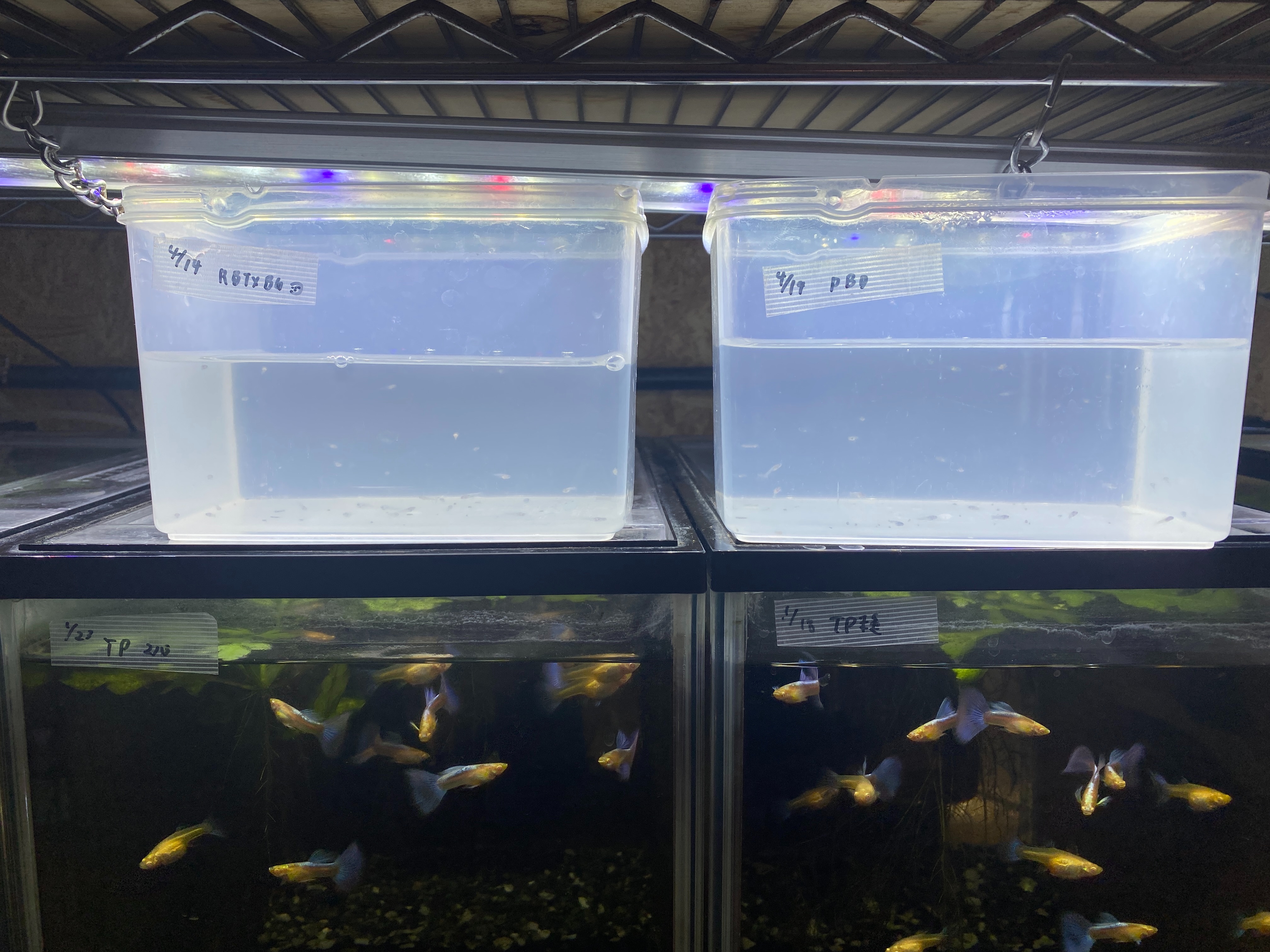 f:id:popopoppun:20230416093951j:image