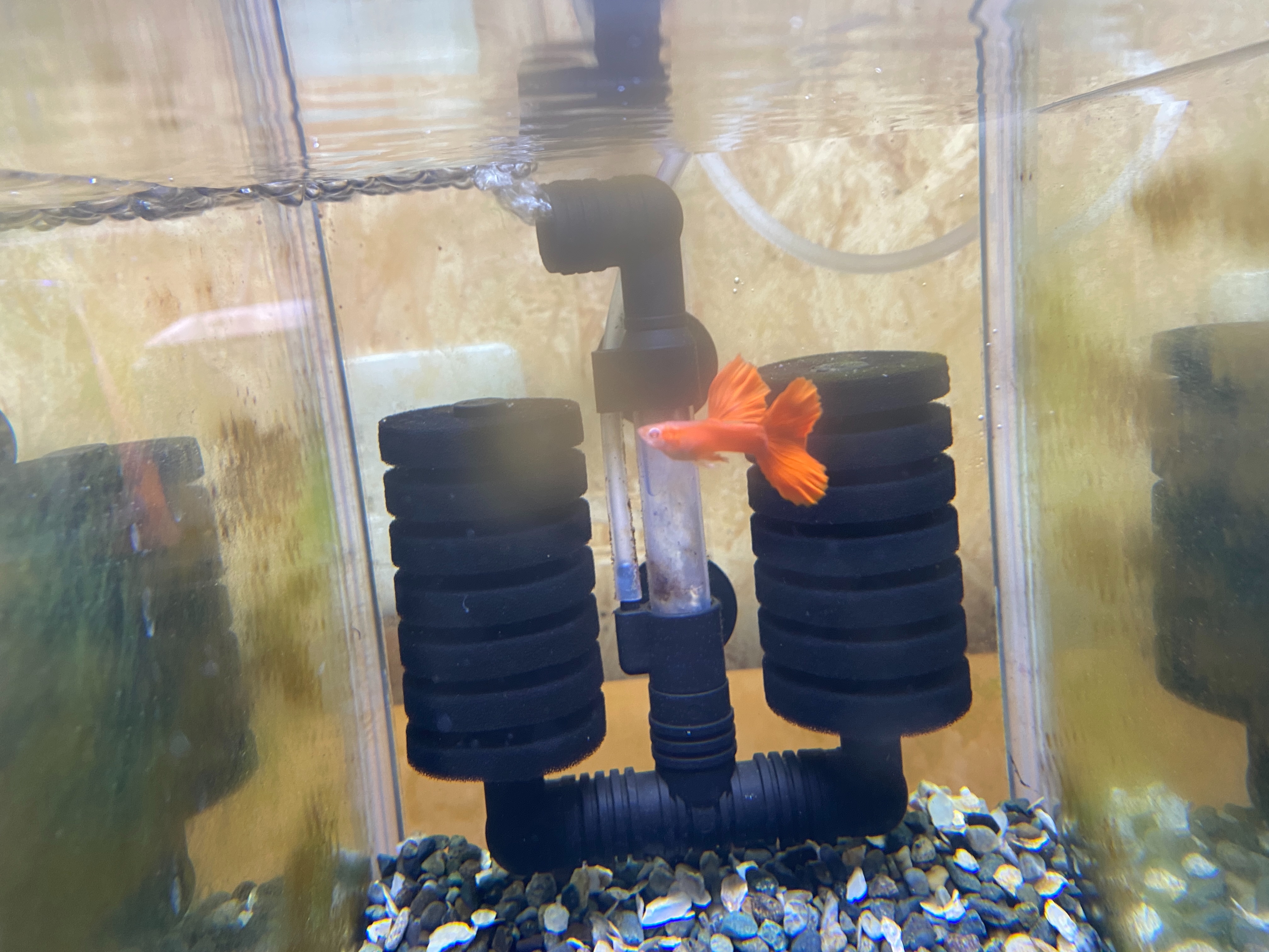 f:id:popopoppun:20230416093959j:image