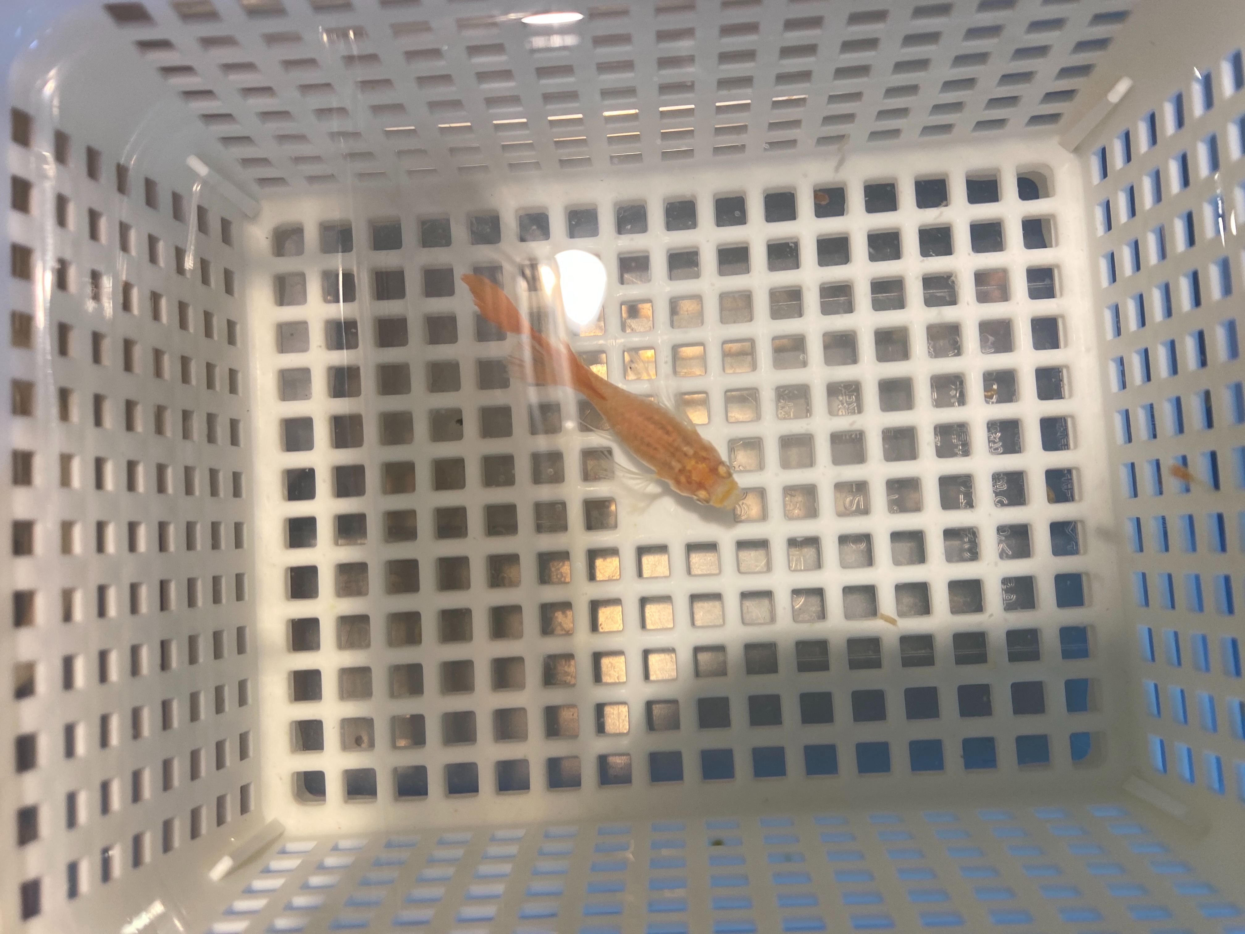 f:id:popopoppun:20230416094036j:image