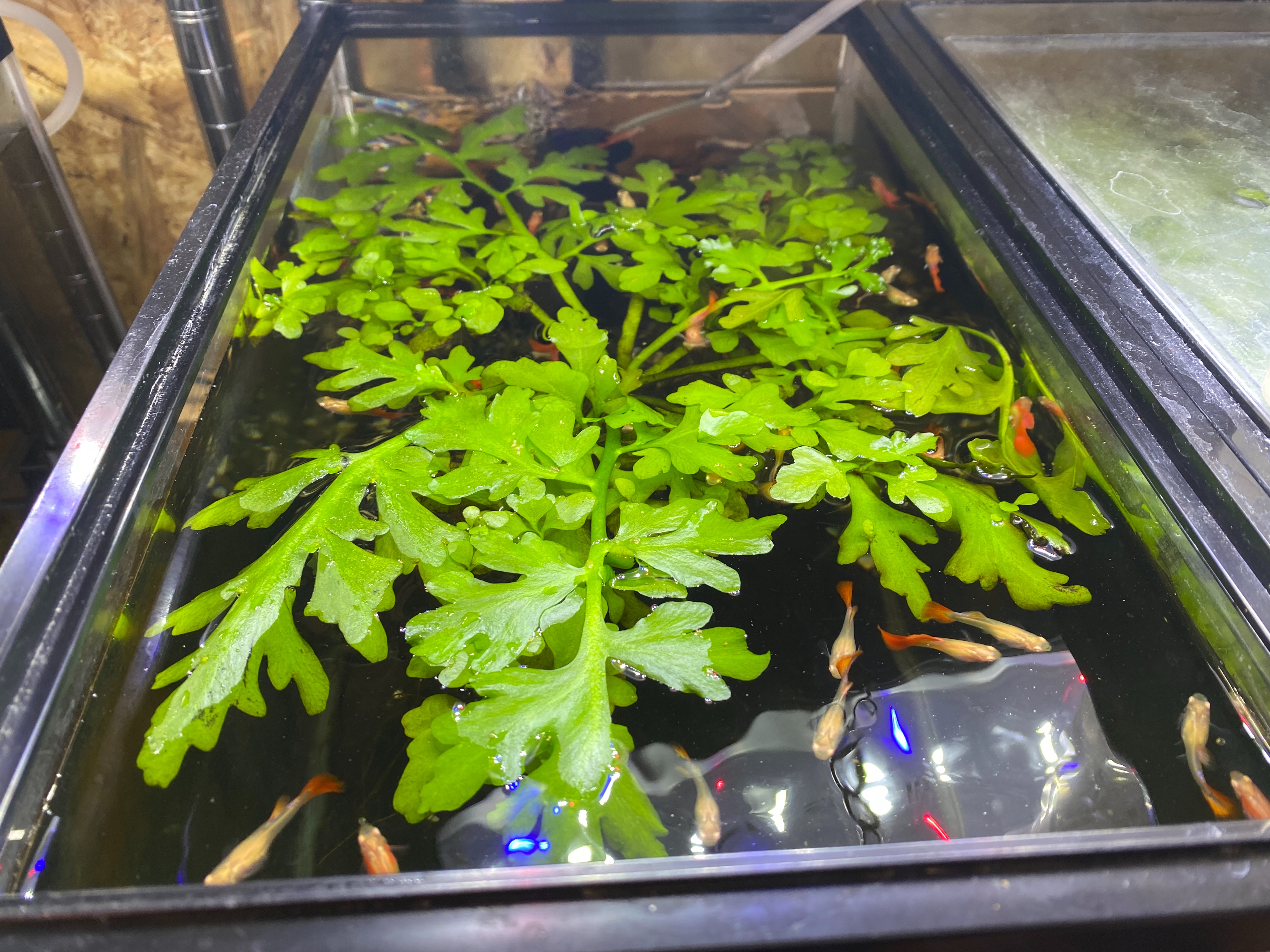 f:id:popopoppun:20230416094107j:image