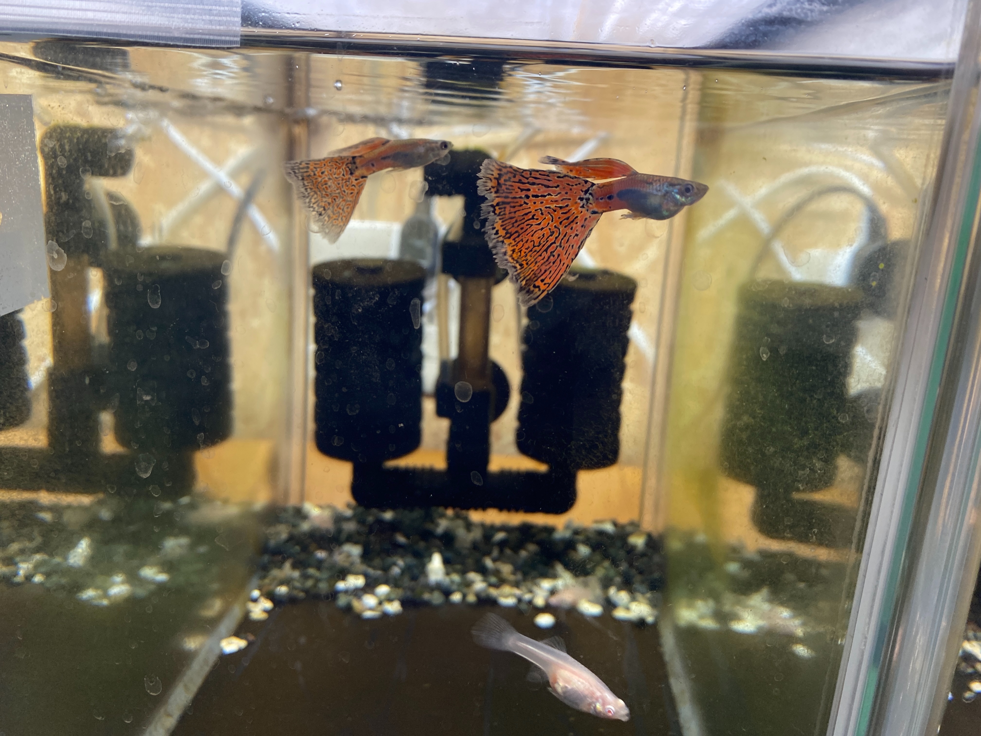 f:id:popopoppun:20230416094214j:image