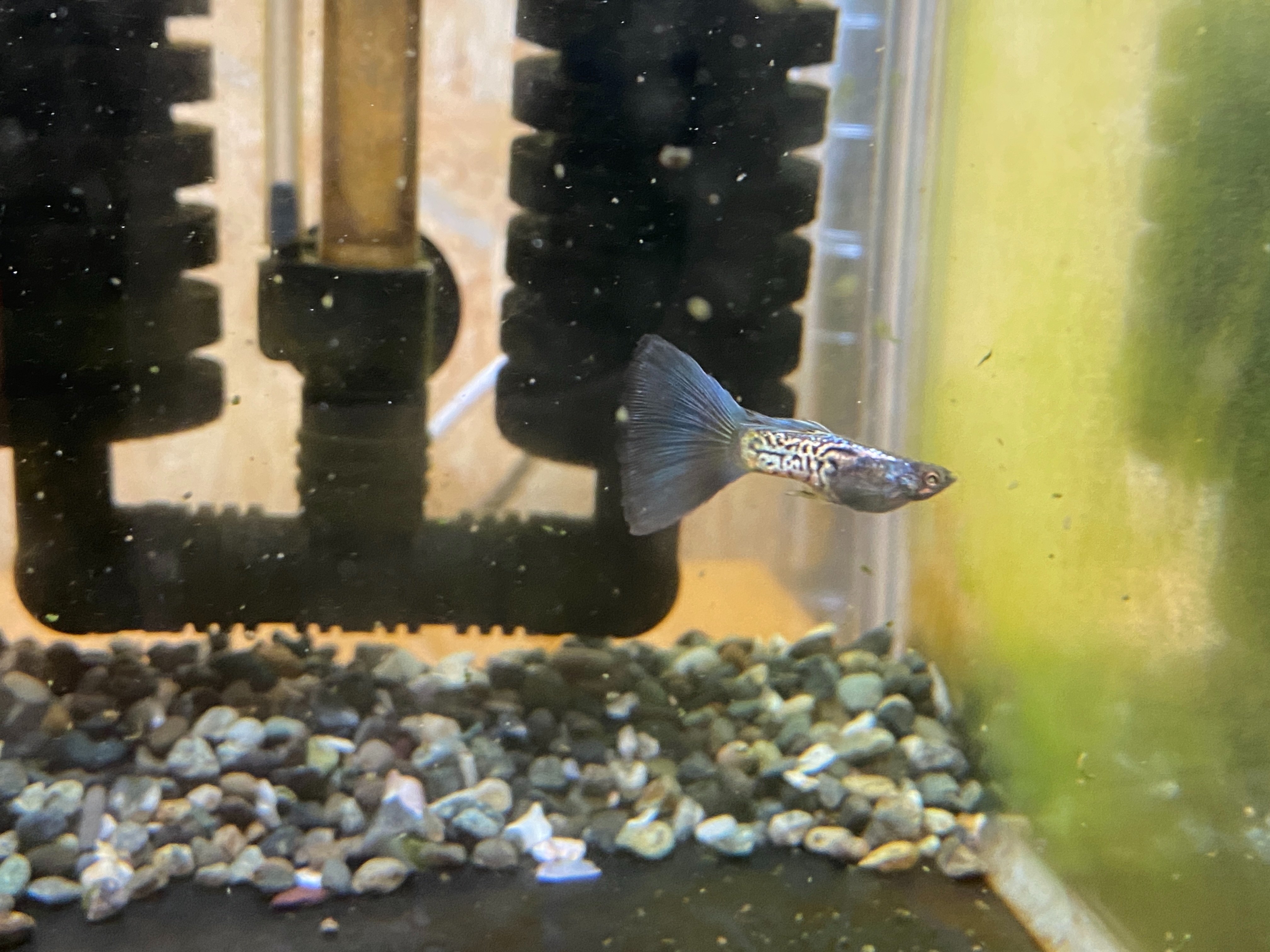 f:id:popopoppun:20230416094231j:image