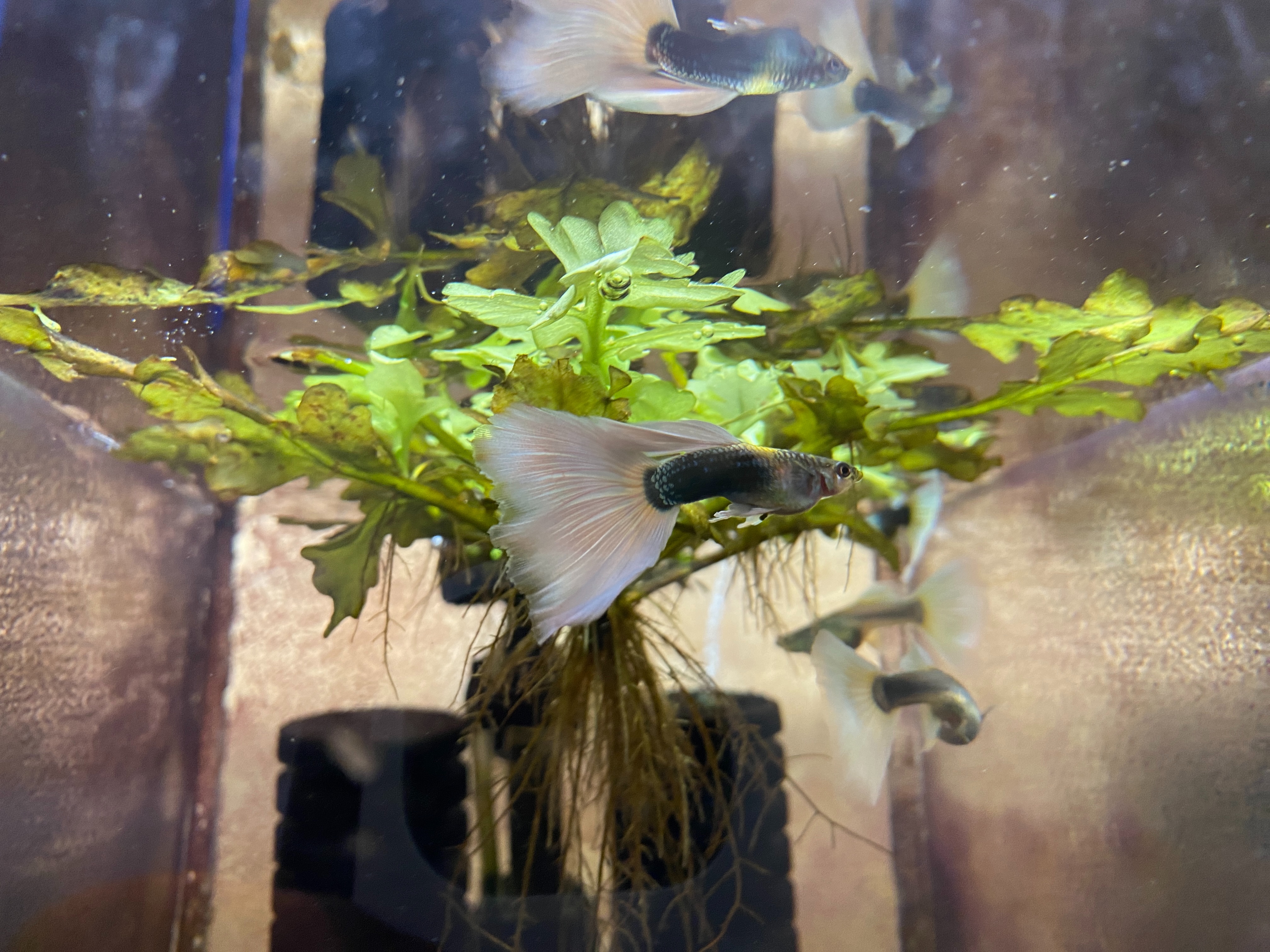 f:id:popopoppun:20230416094238j:image