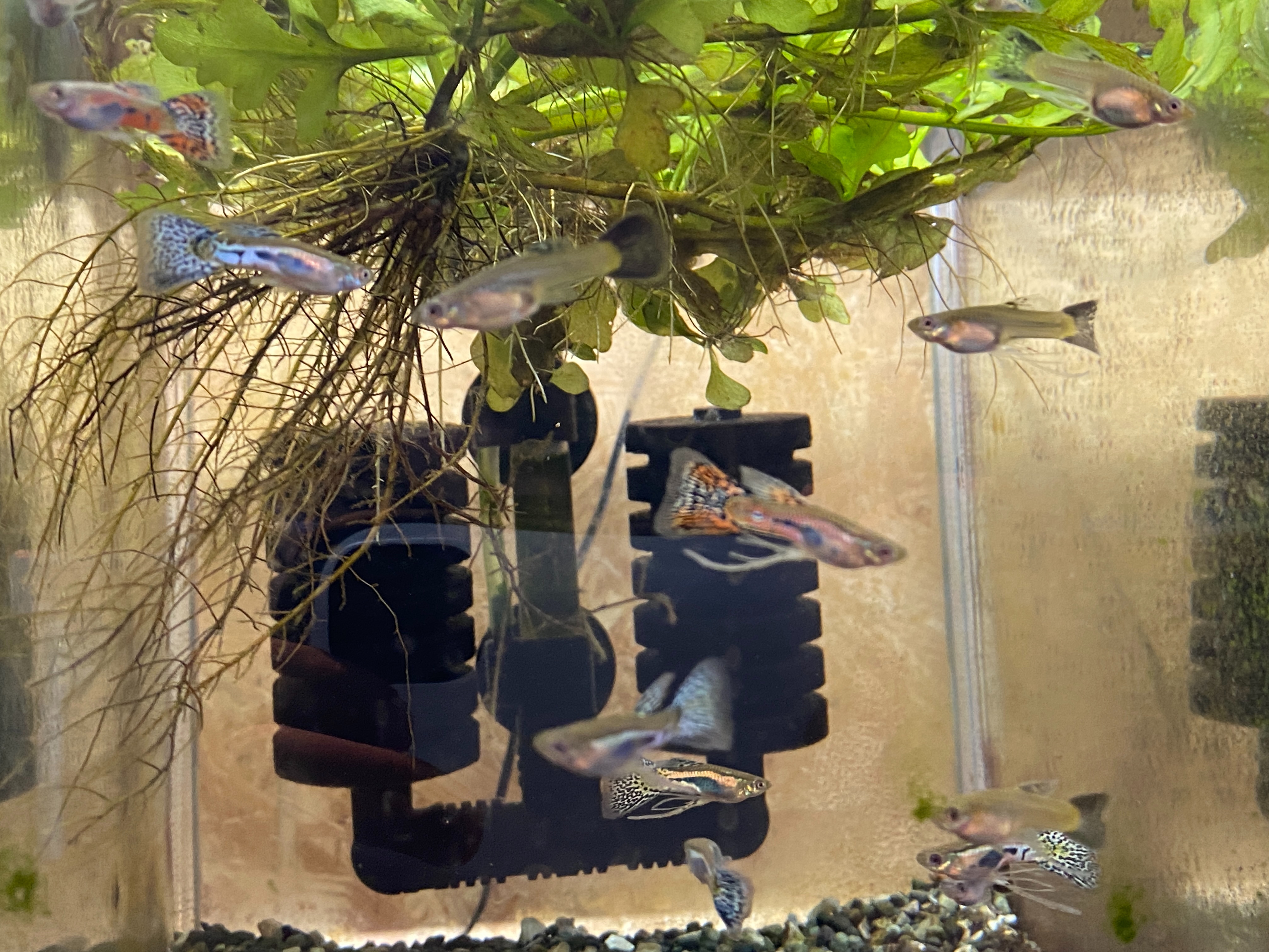 f:id:popopoppun:20230416094312j:image