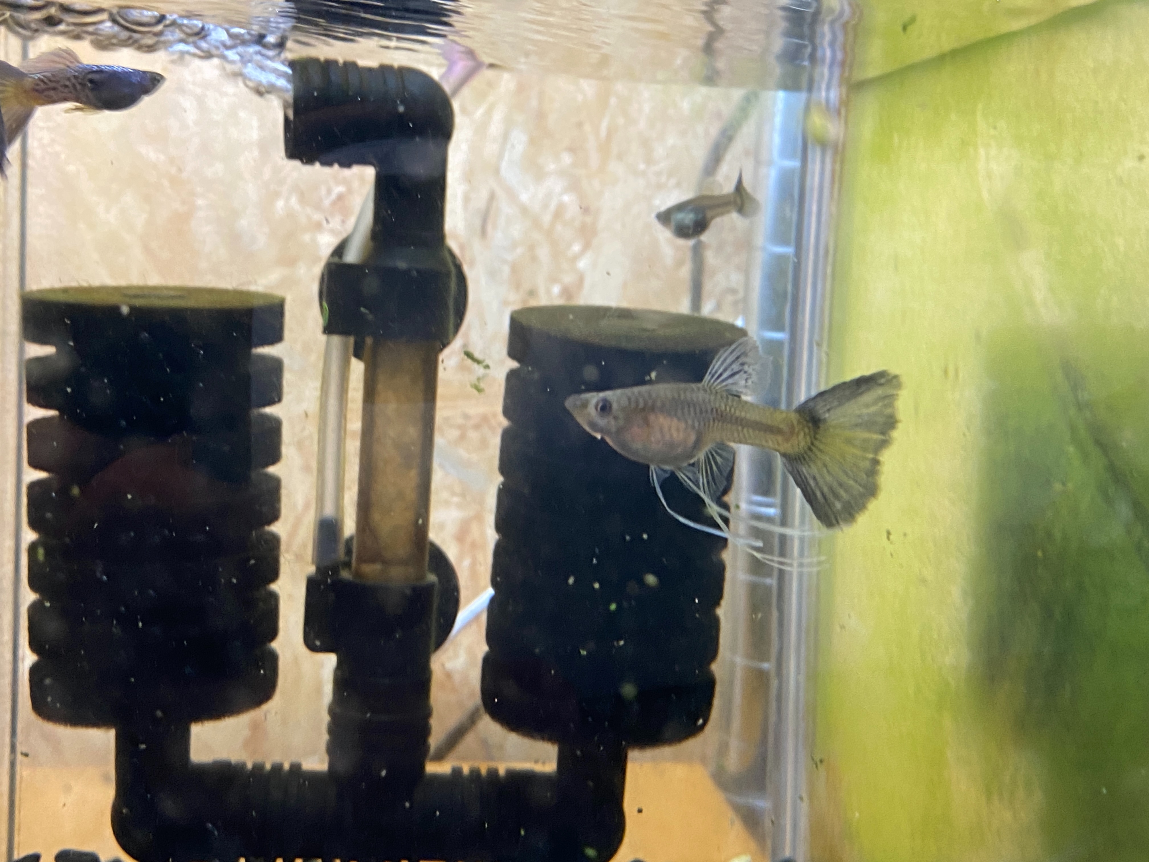 f:id:popopoppun:20230416094336j:image