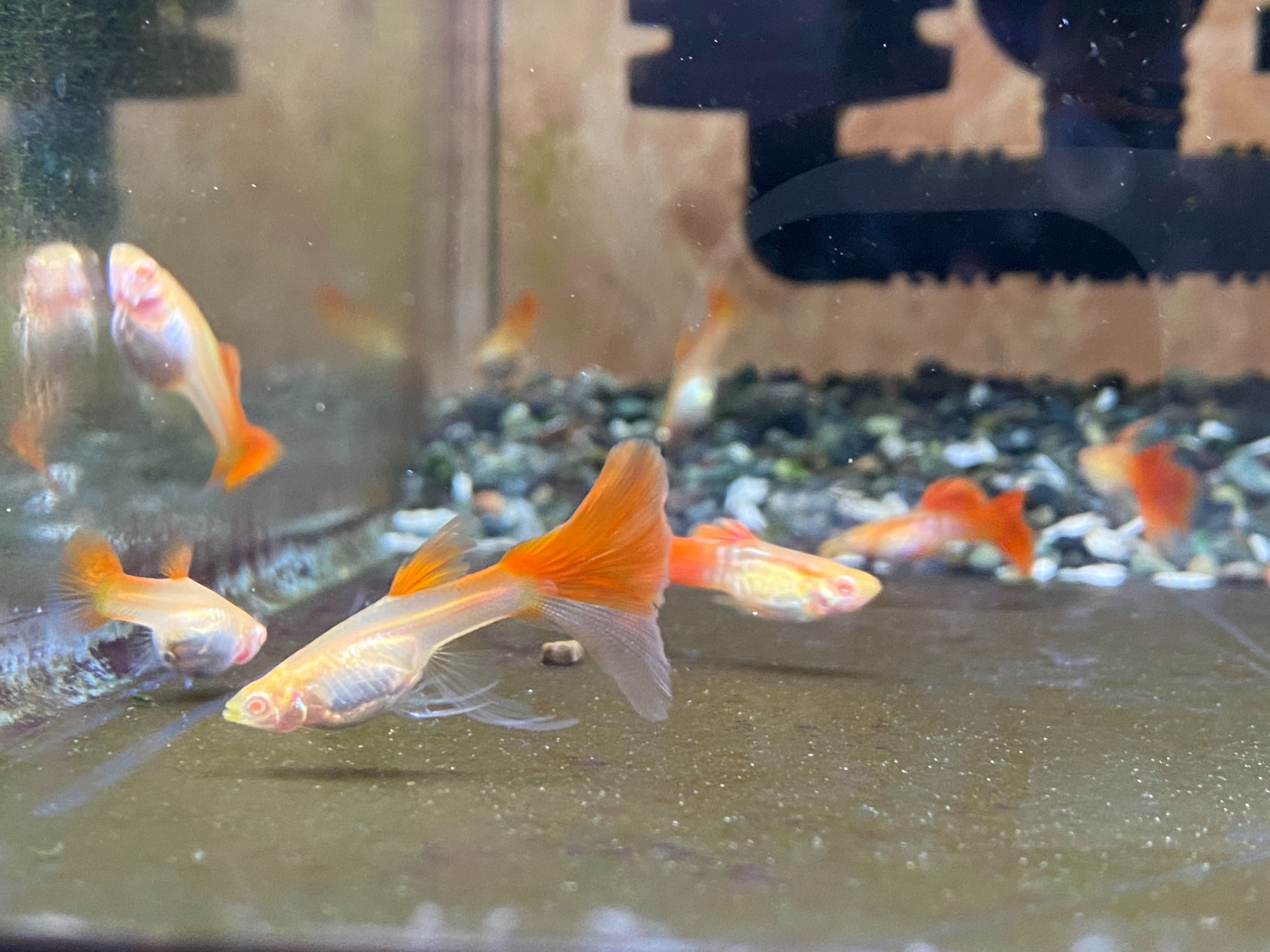 f:id:popopoppun:20230416094344j:image