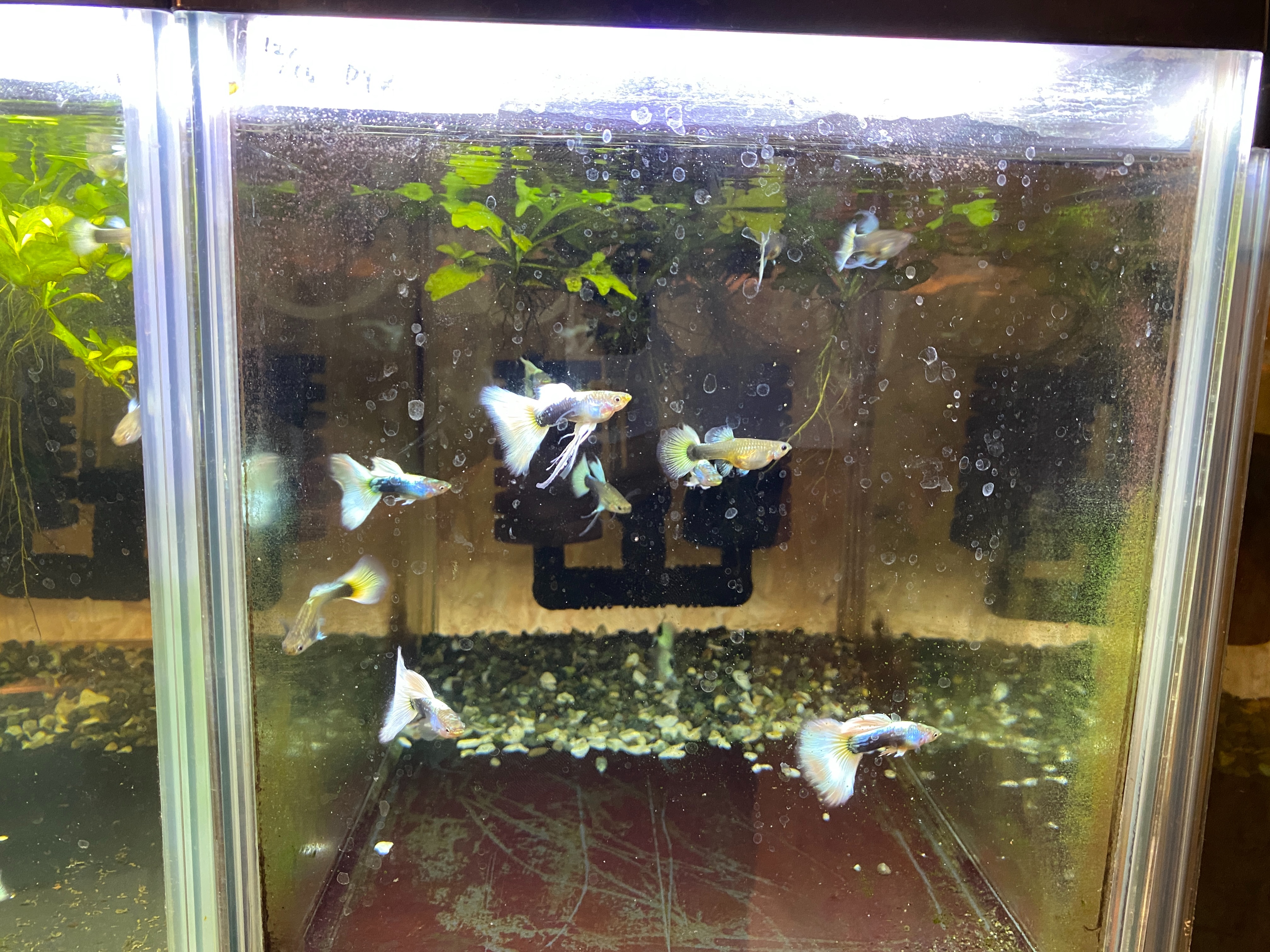 f:id:popopoppun:20230416094843j:image