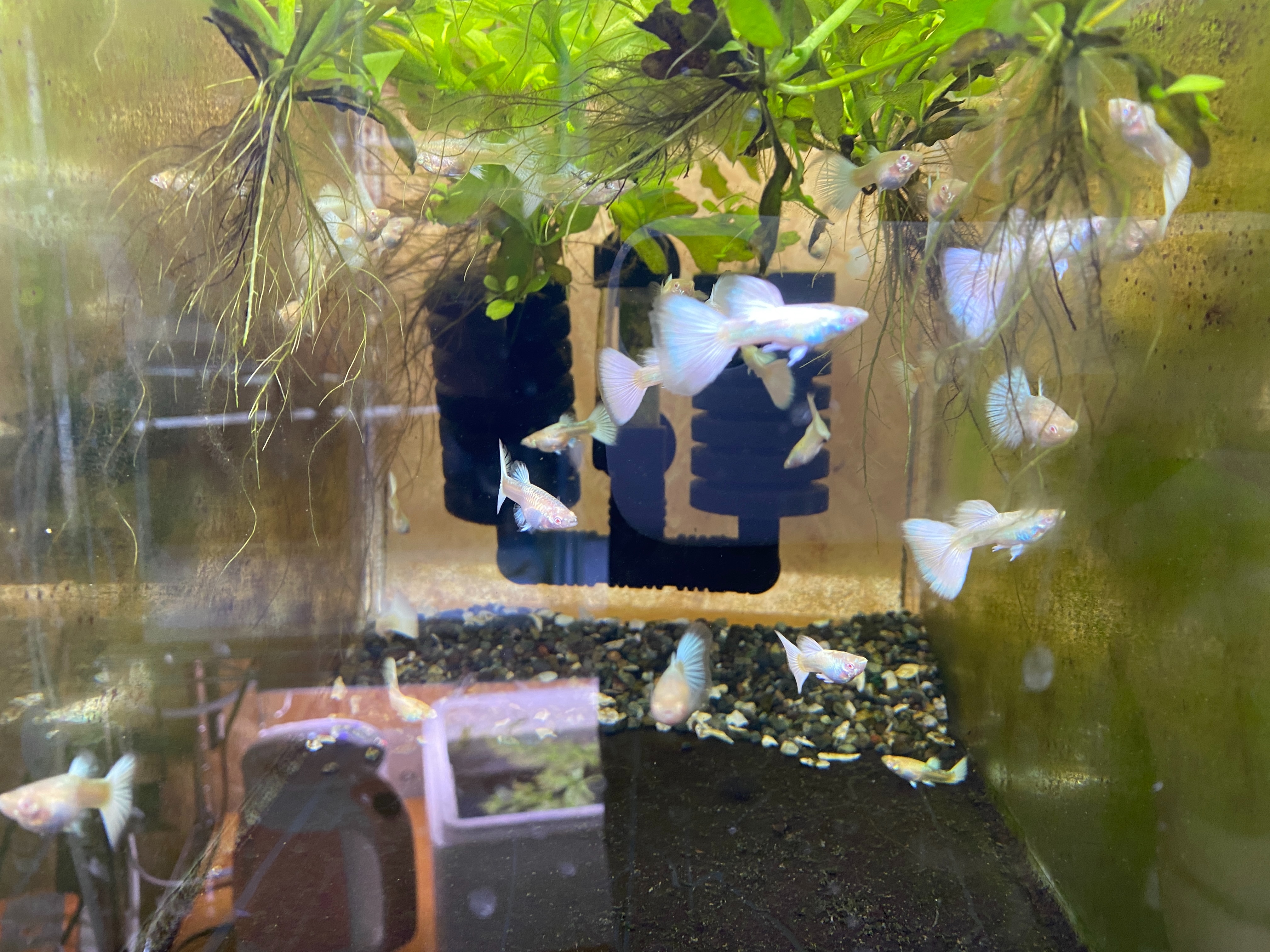 f:id:popopoppun:20230416095101j:image