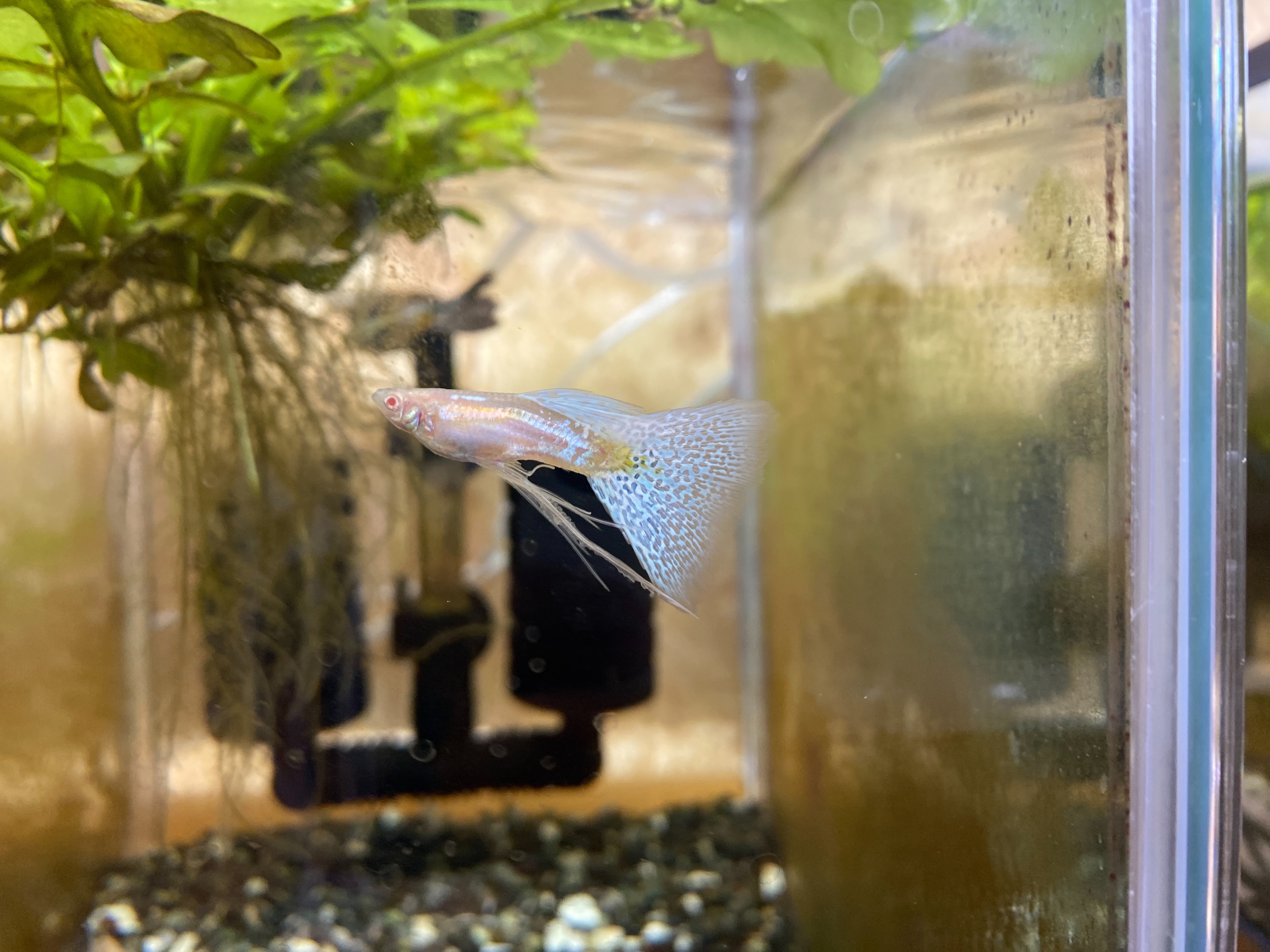 f:id:popopoppun:20230416095126j:image