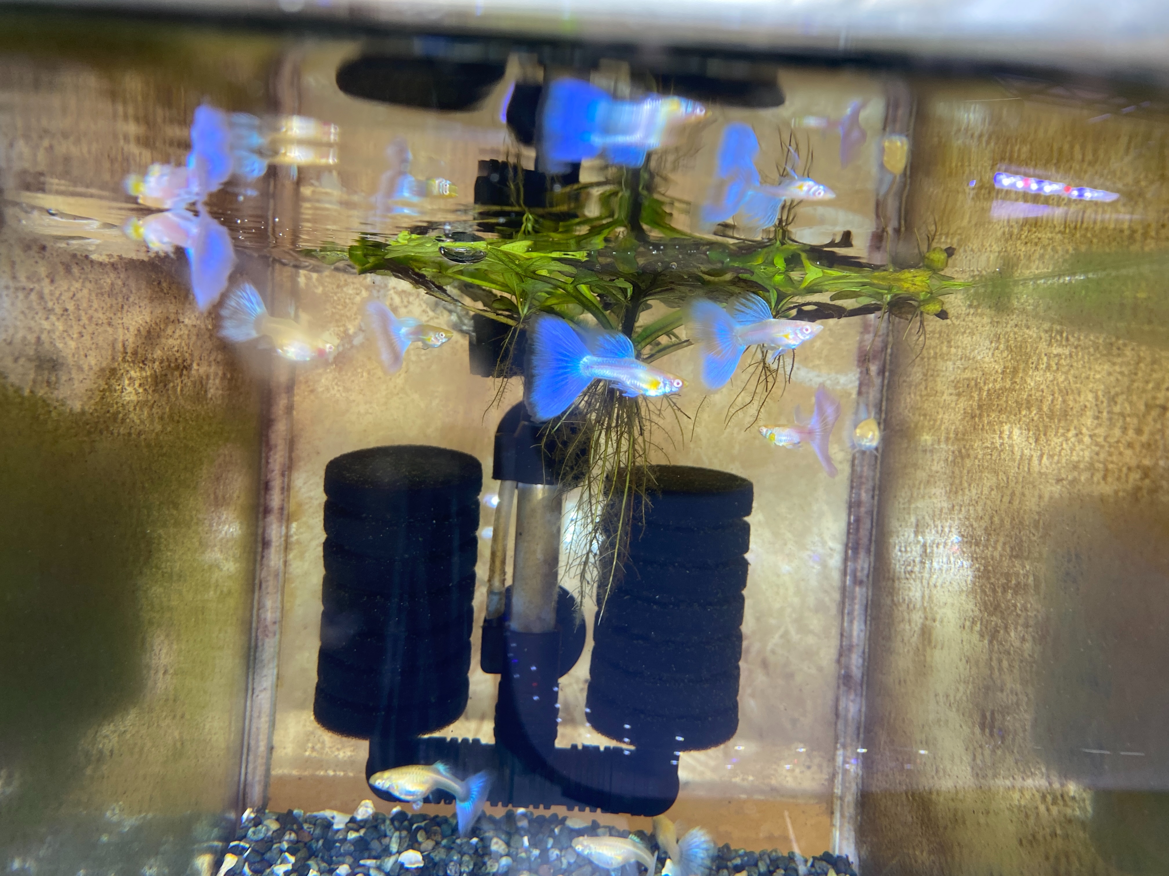 f:id:popopoppun:20230417204634j:image