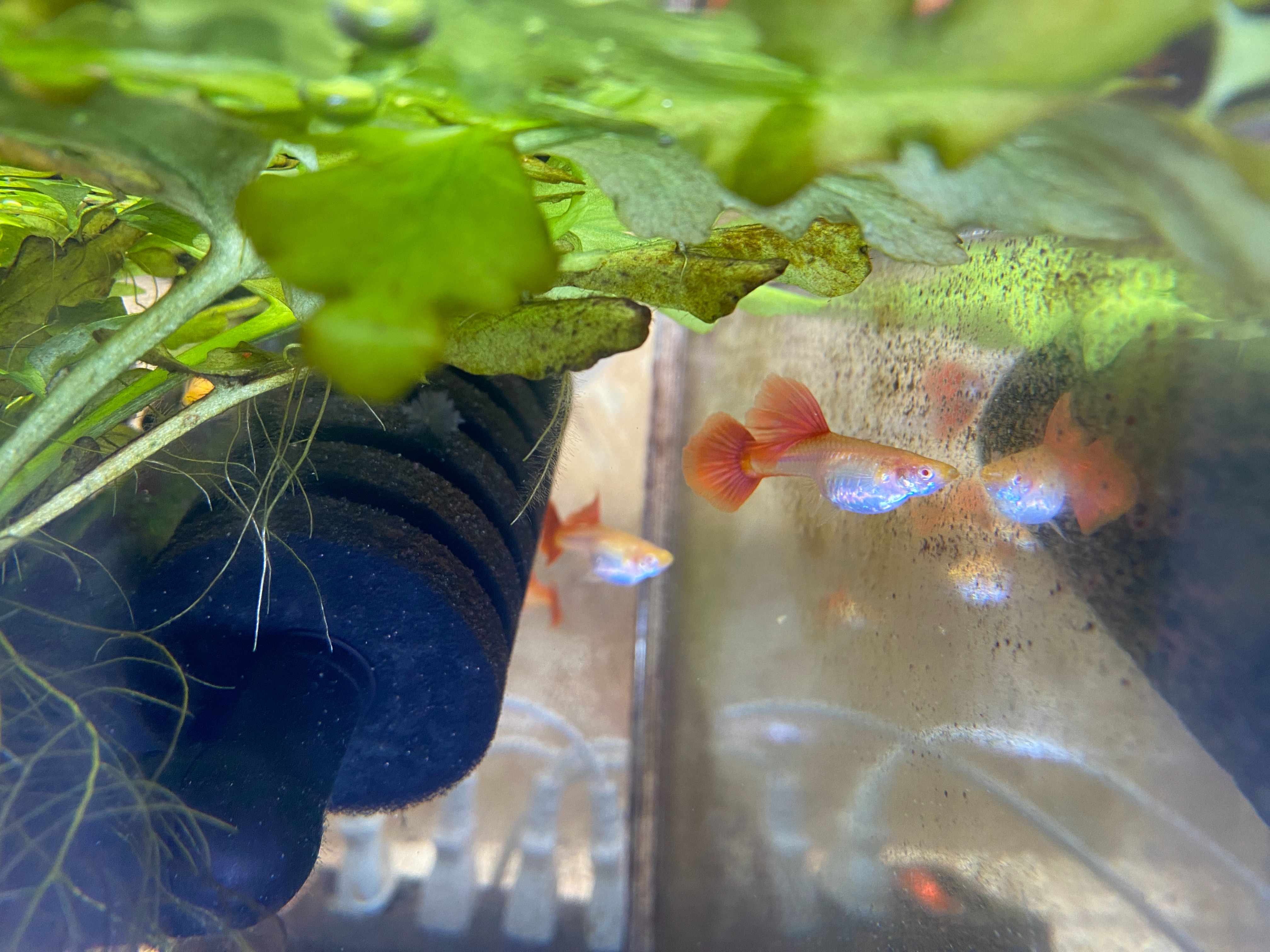 f:id:popopoppun:20230417204657j:image