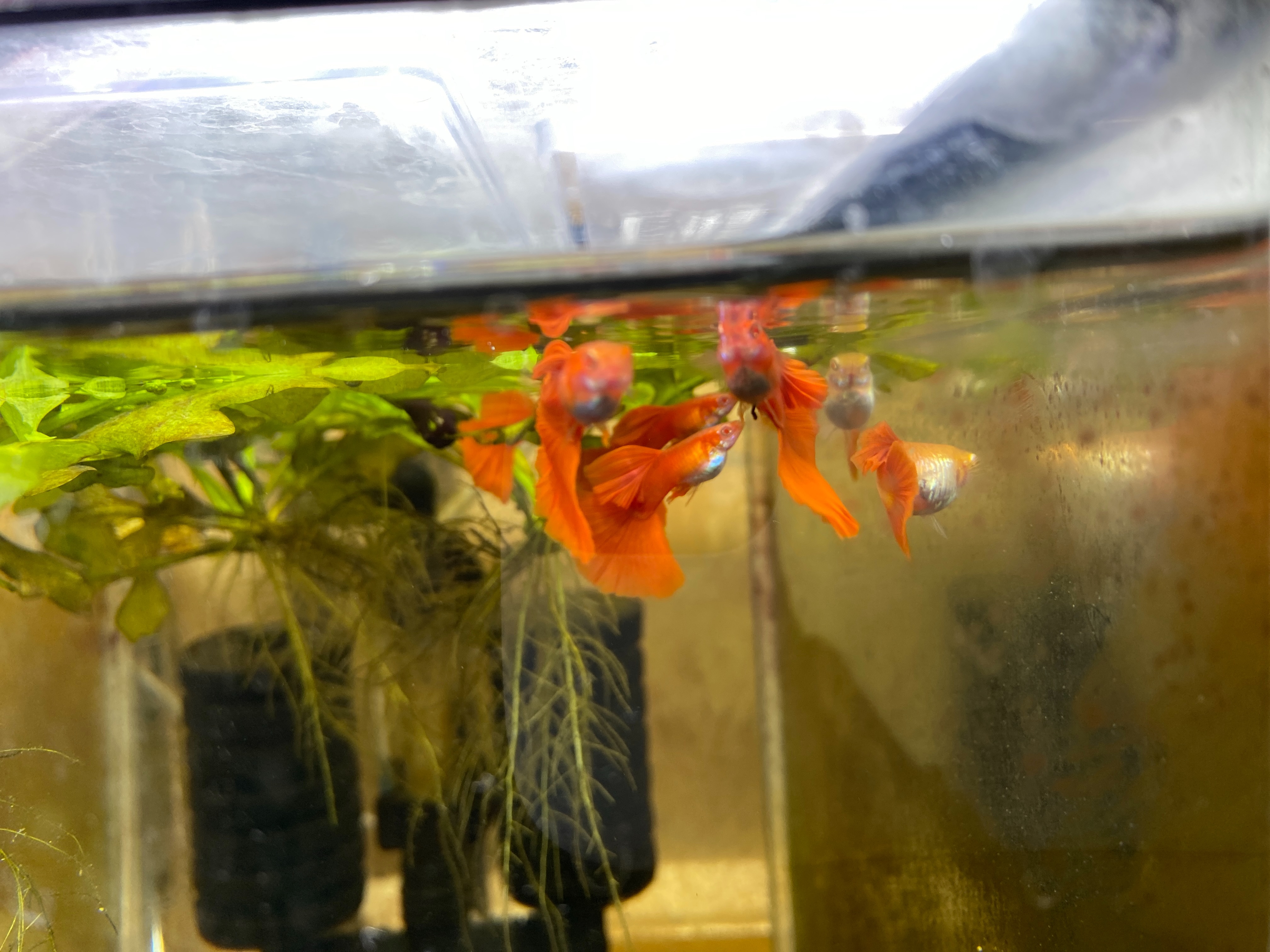 f:id:popopoppun:20230417204704j:image