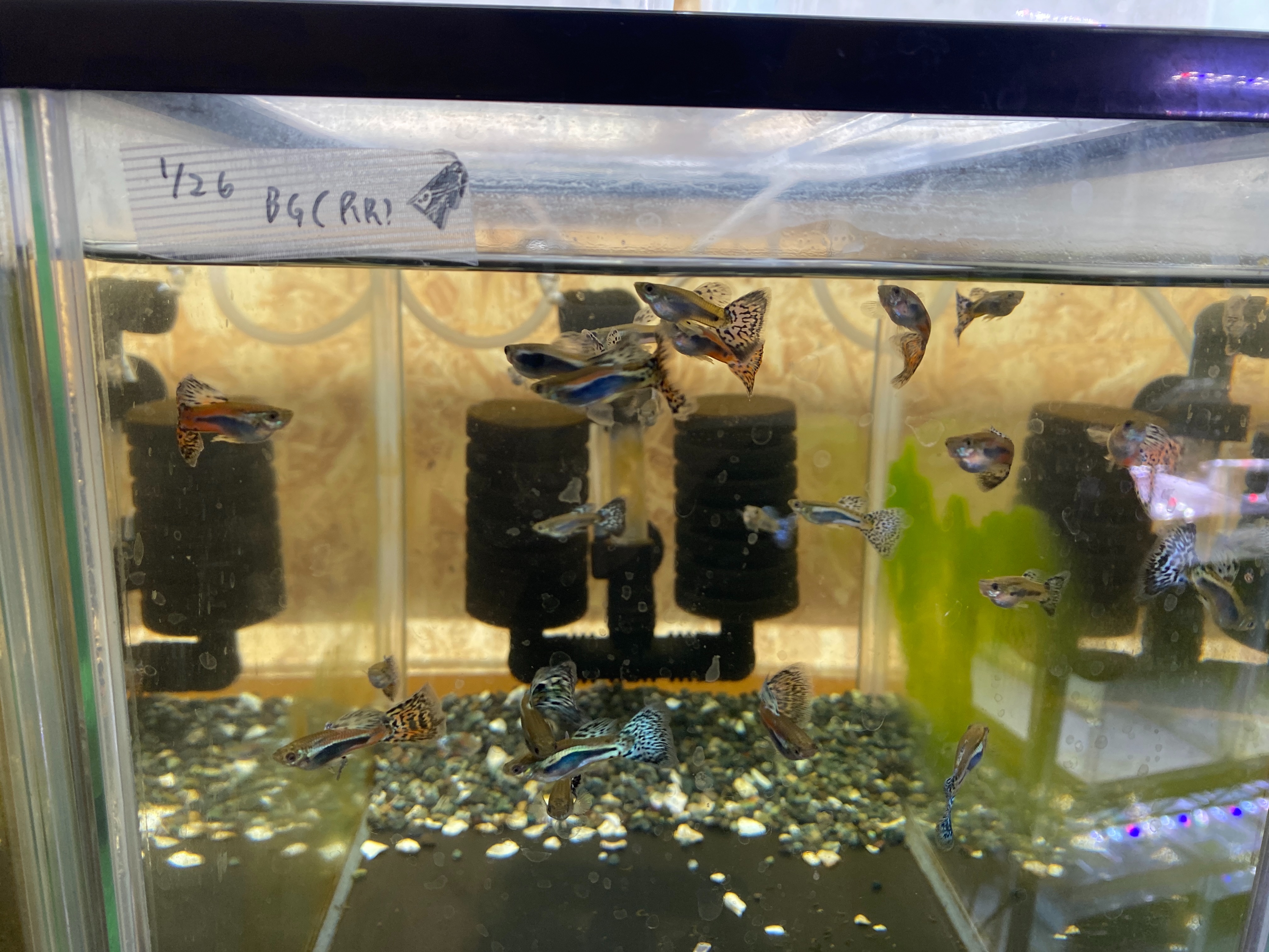 f:id:popopoppun:20230417204840j:image