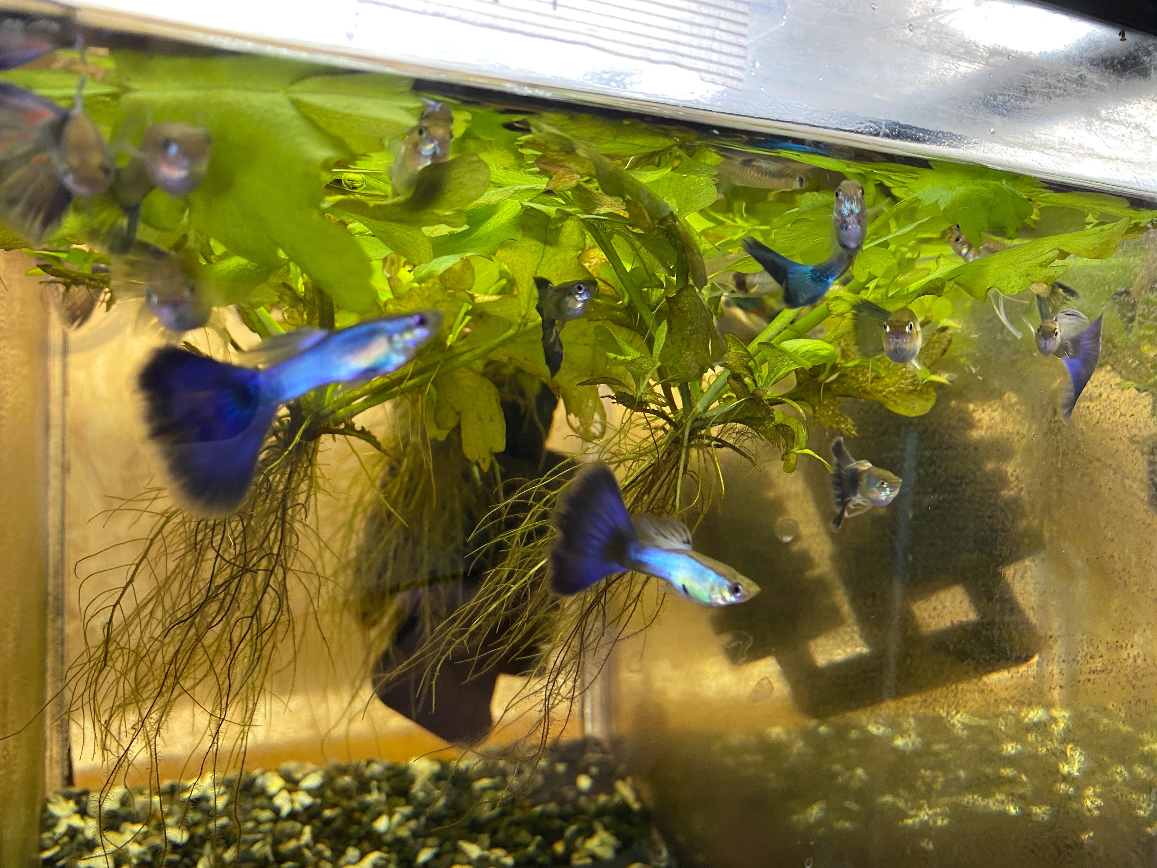 f:id:popopoppun:20230417204850j:image