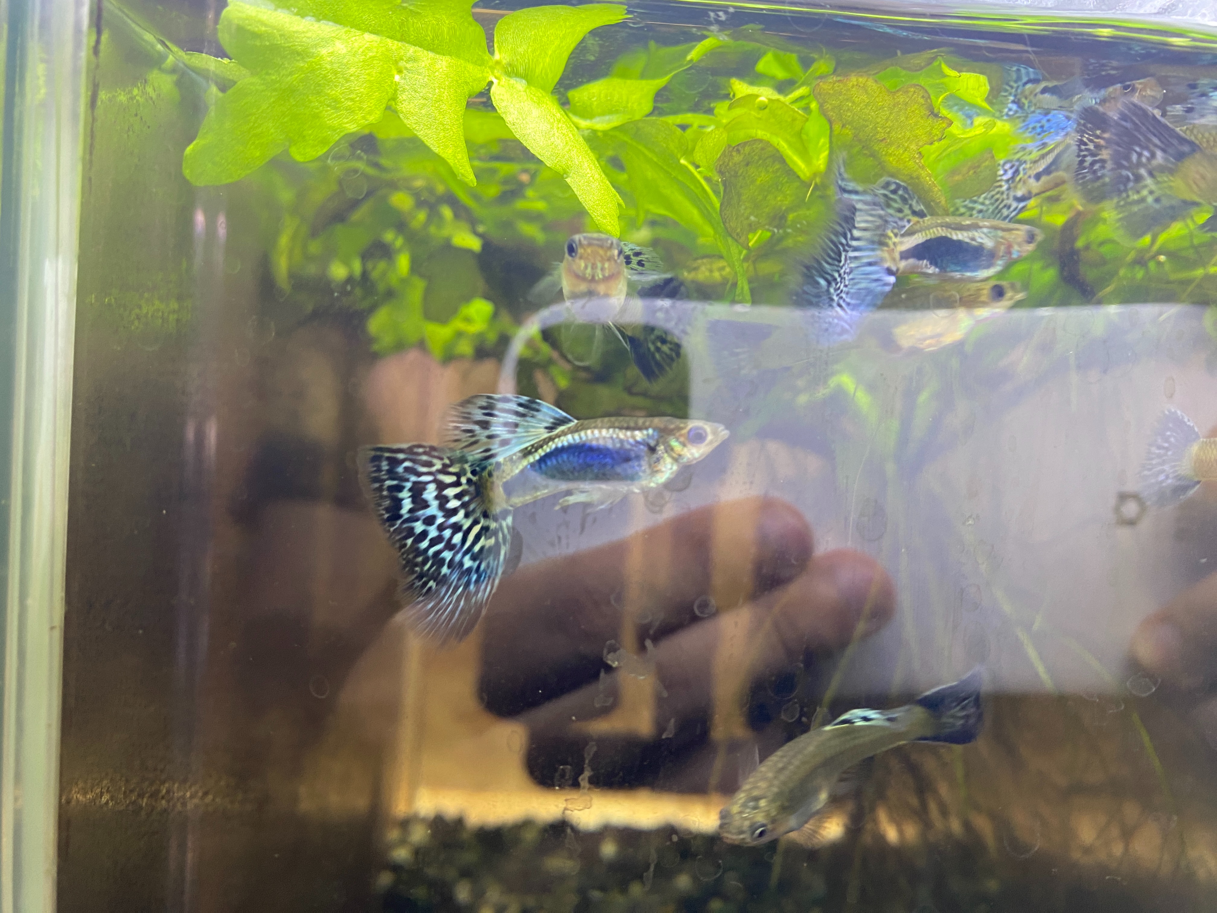 f:id:popopoppun:20230417204858j:image