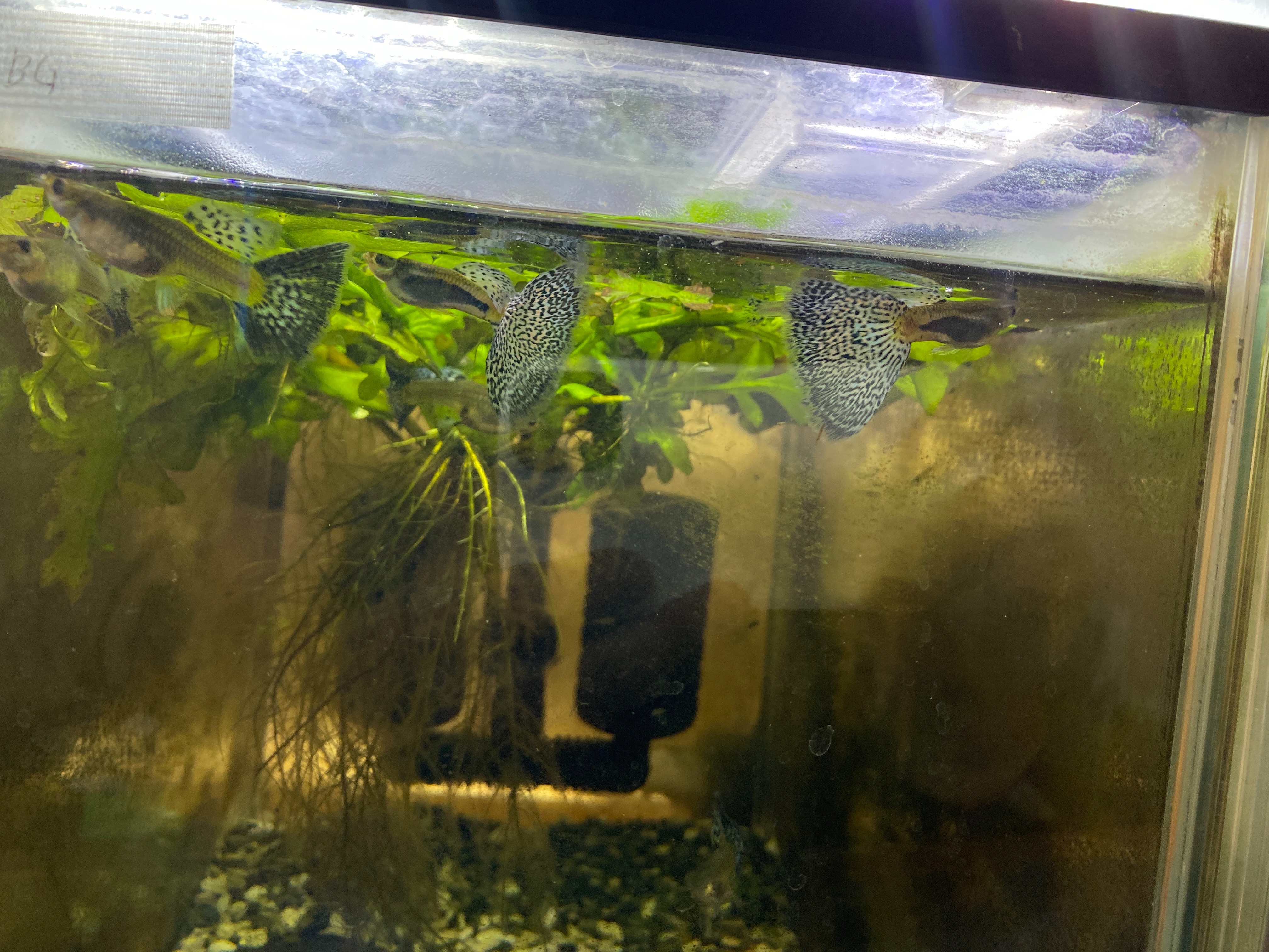 f:id:popopoppun:20230417210649j:image