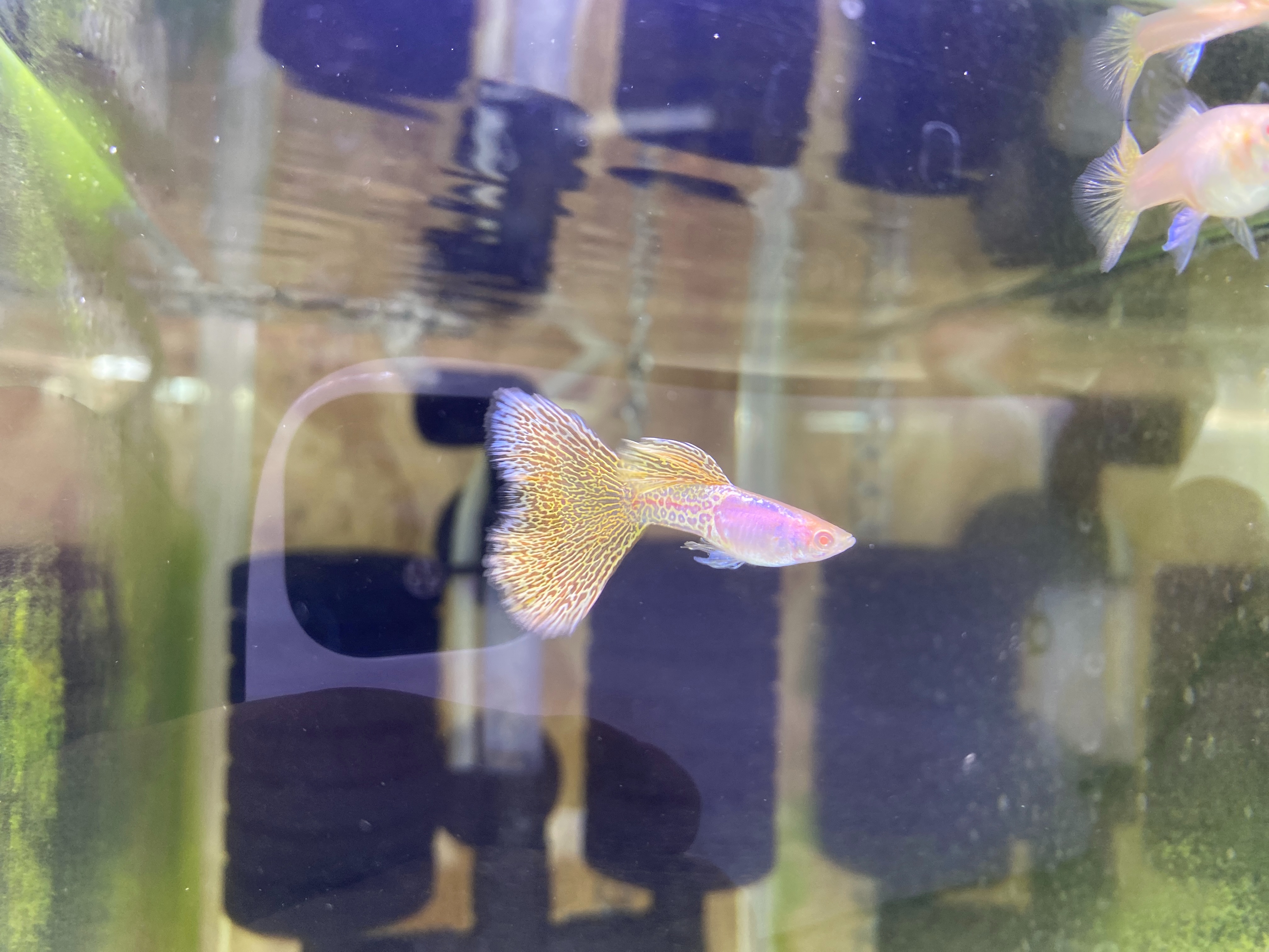 f:id:popopoppun:20230417211441j:image