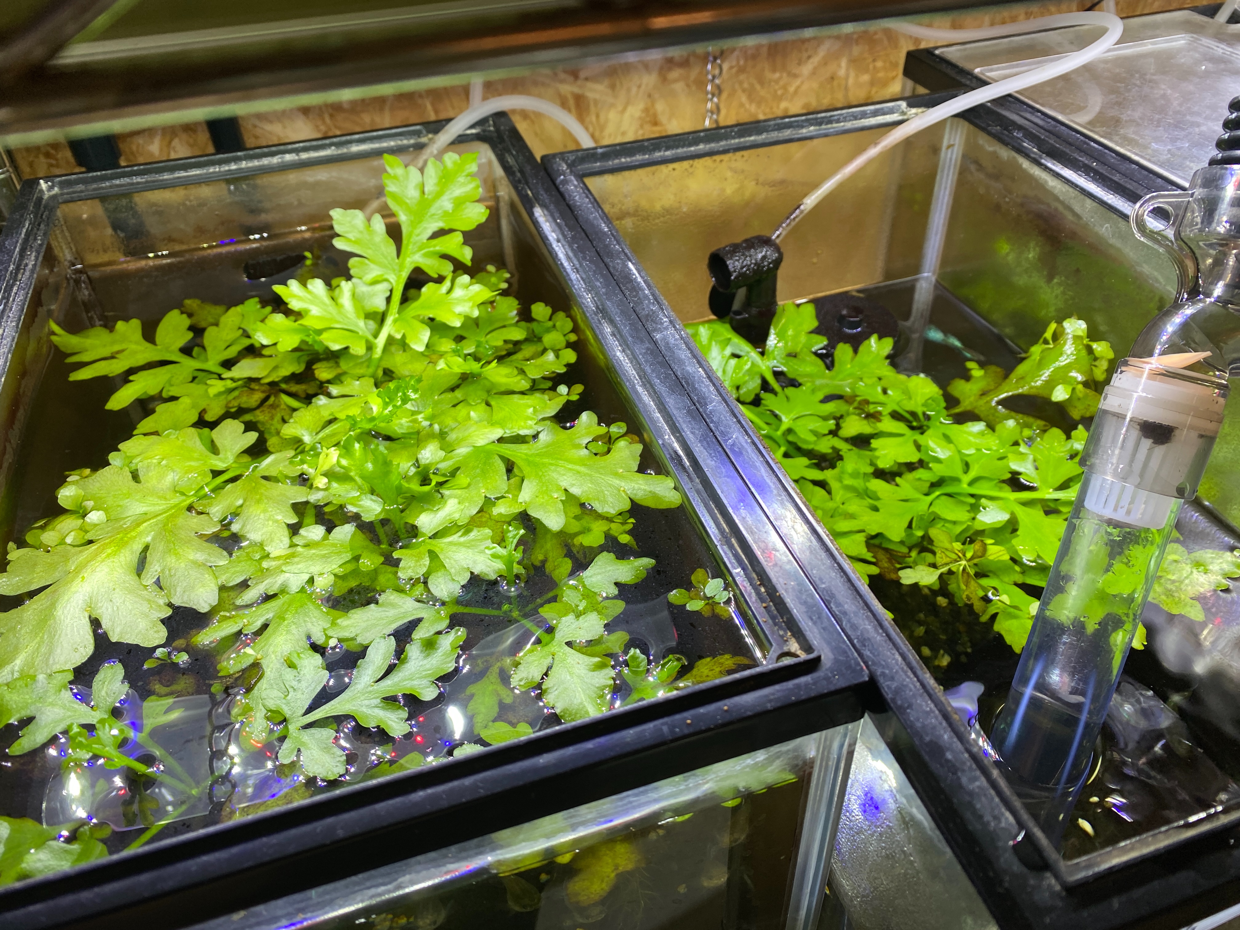 f:id:popopoppun:20230420235208j:image