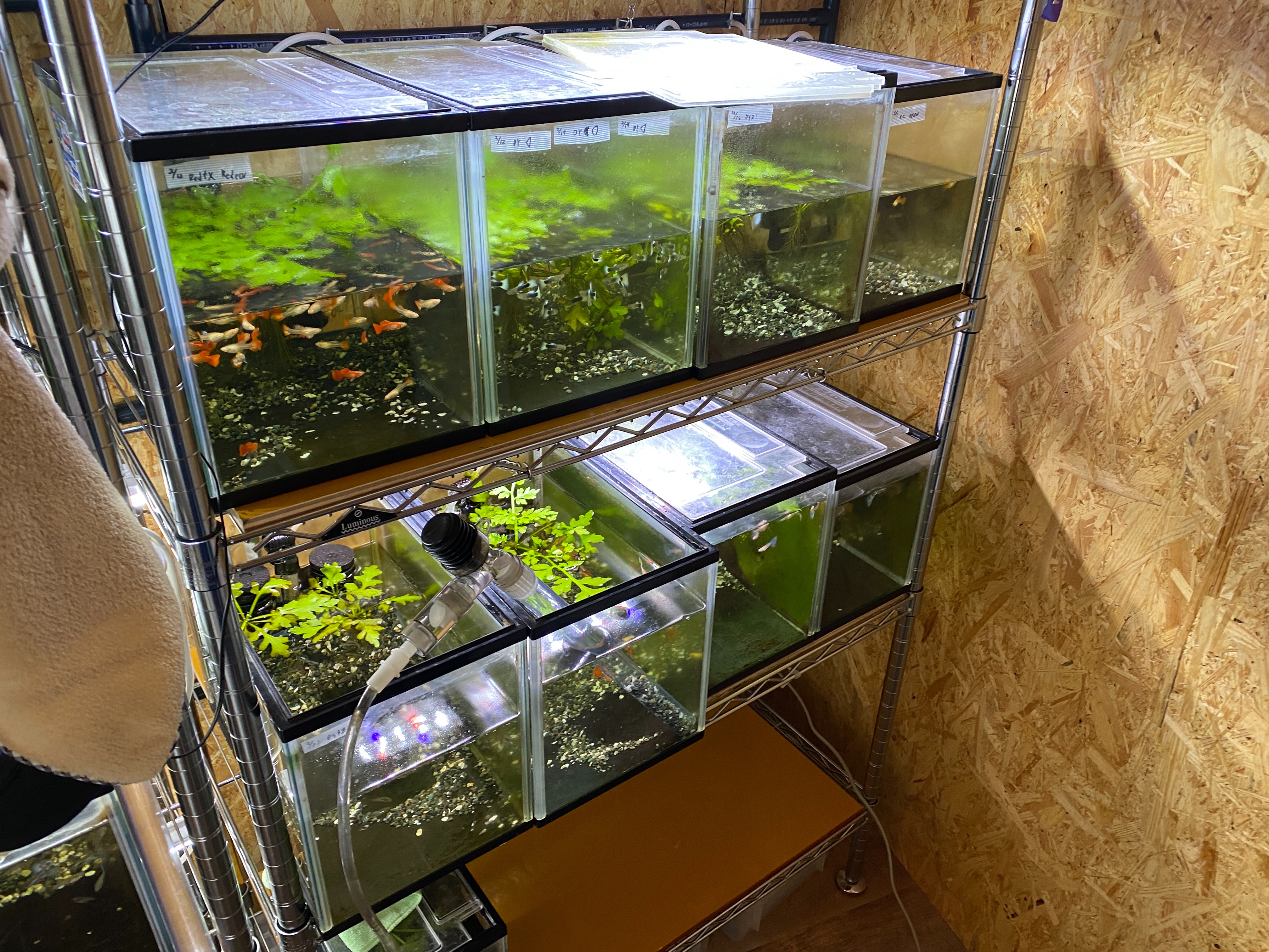 f:id:popopoppun:20230420235231j:image