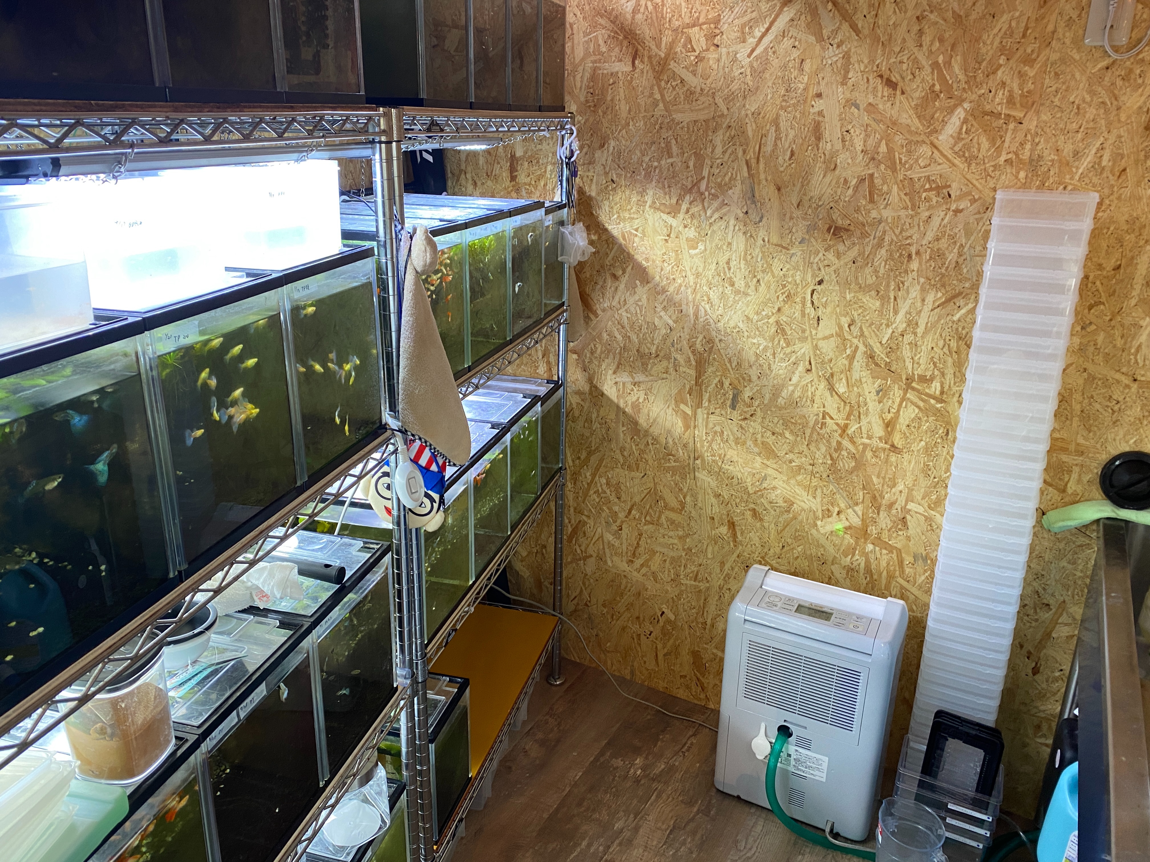 f:id:popopoppun:20230420235317j:image