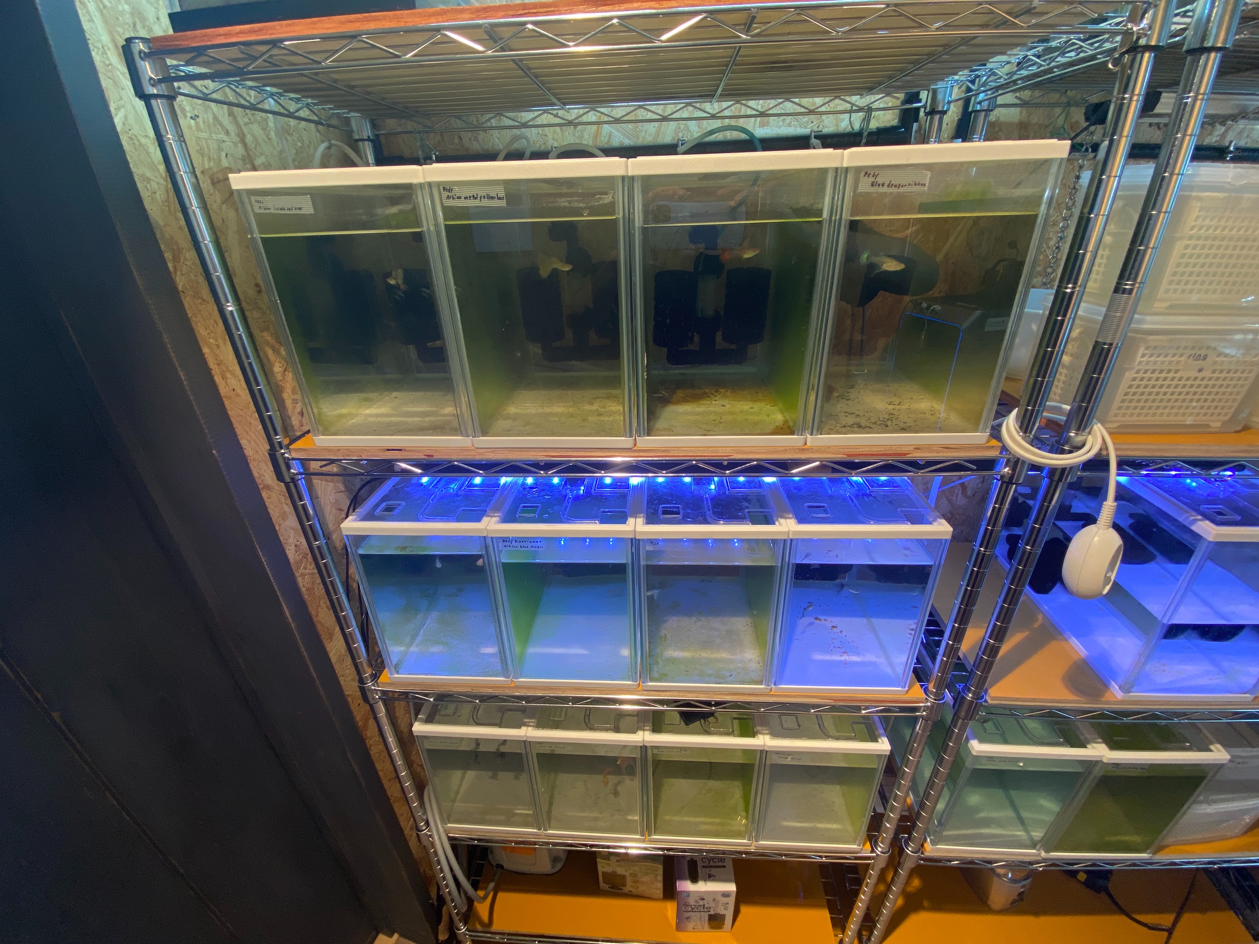 f:id:popopoppun:20230420235445j:image