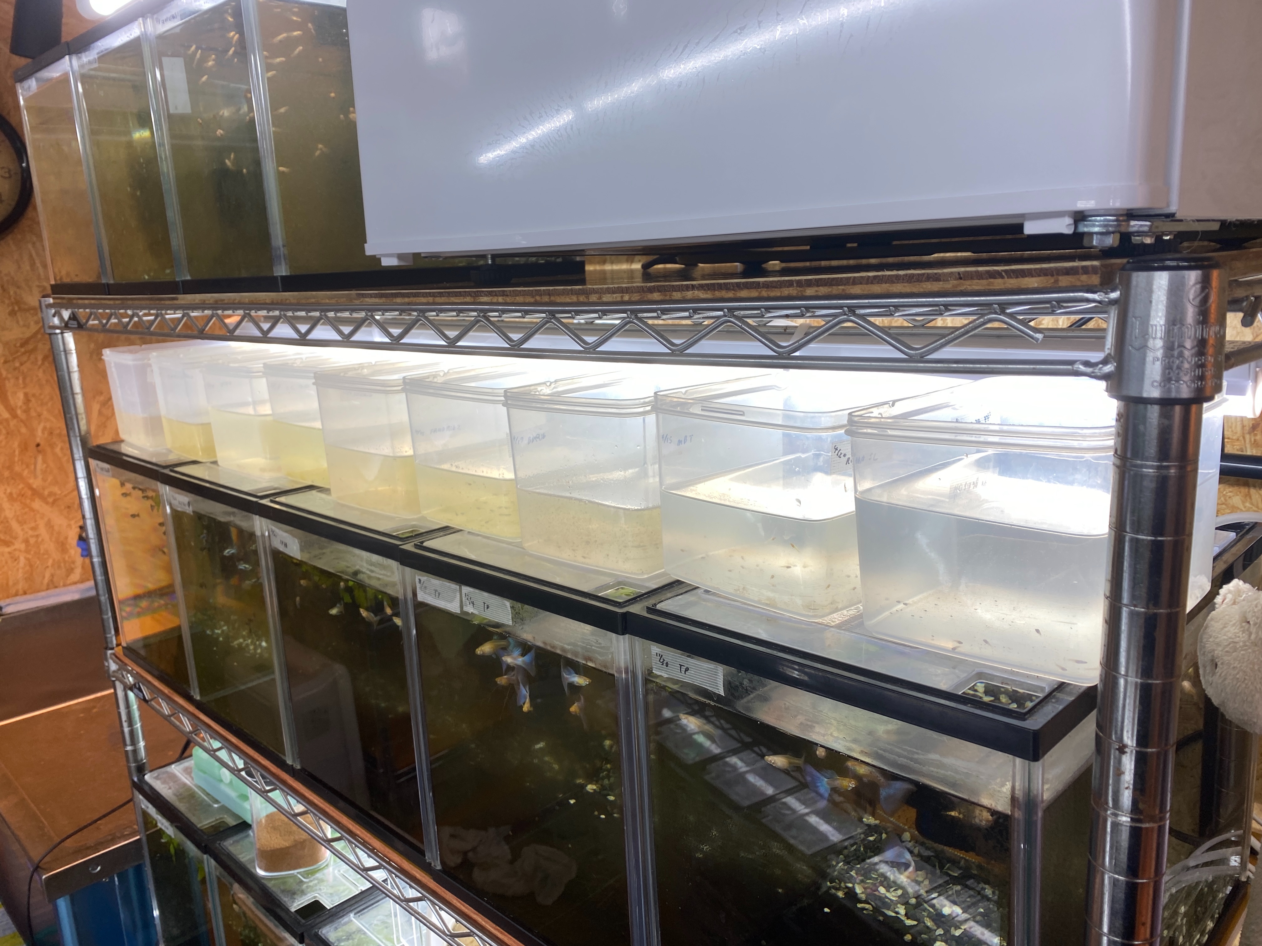 f:id:popopoppun:20230422222018j:image