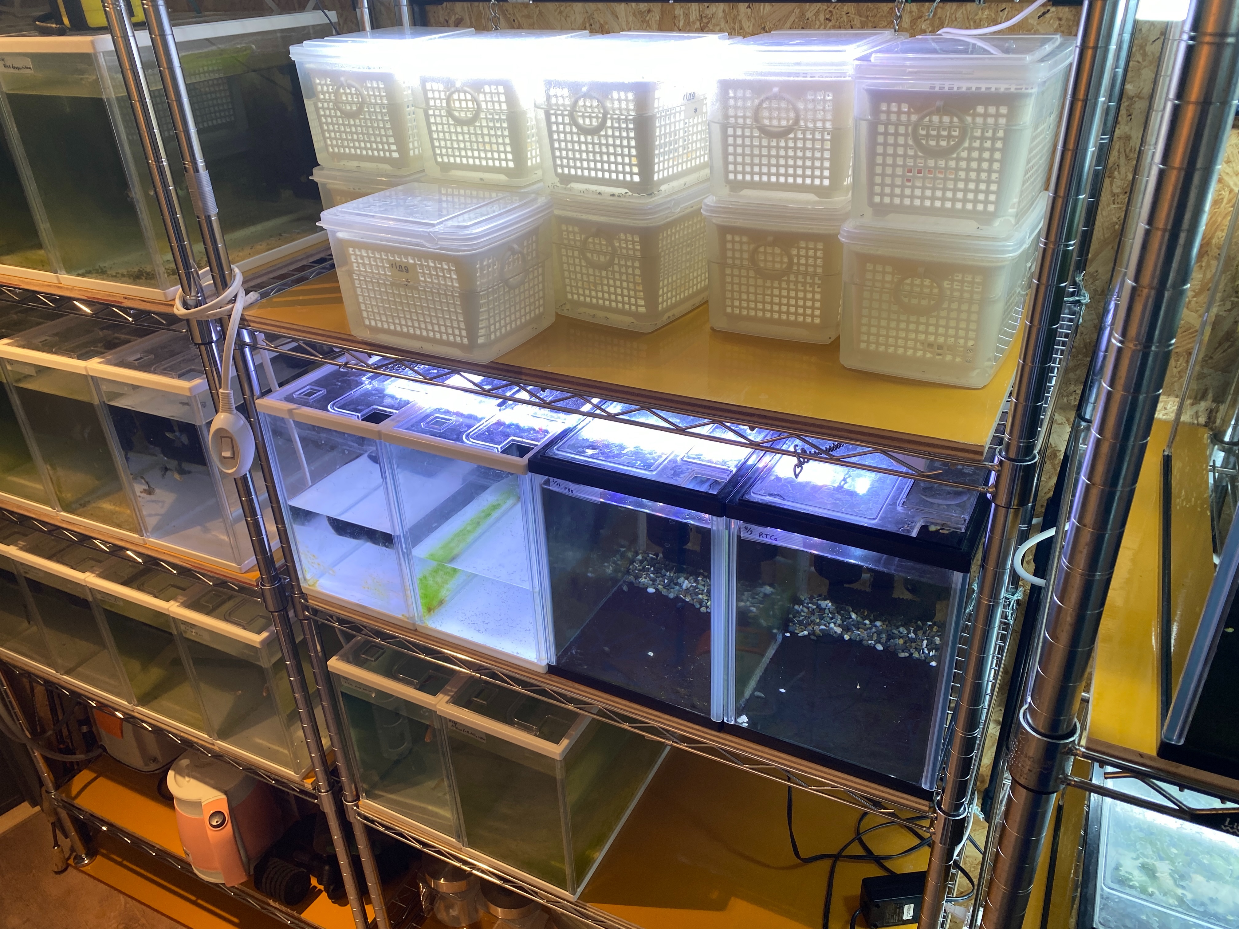 f:id:popopoppun:20230422222024j:image