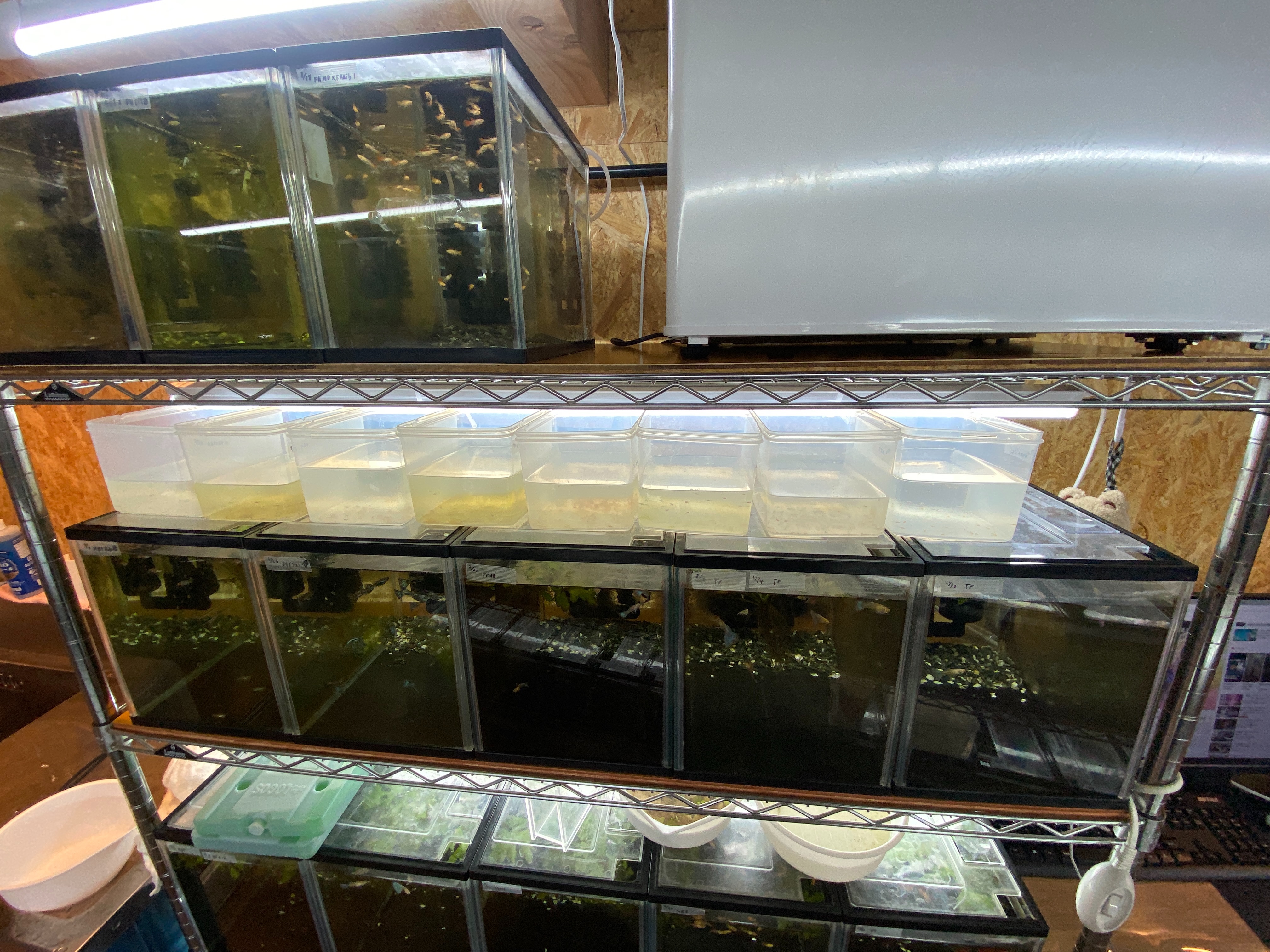 f:id:popopoppun:20230422222033j:image