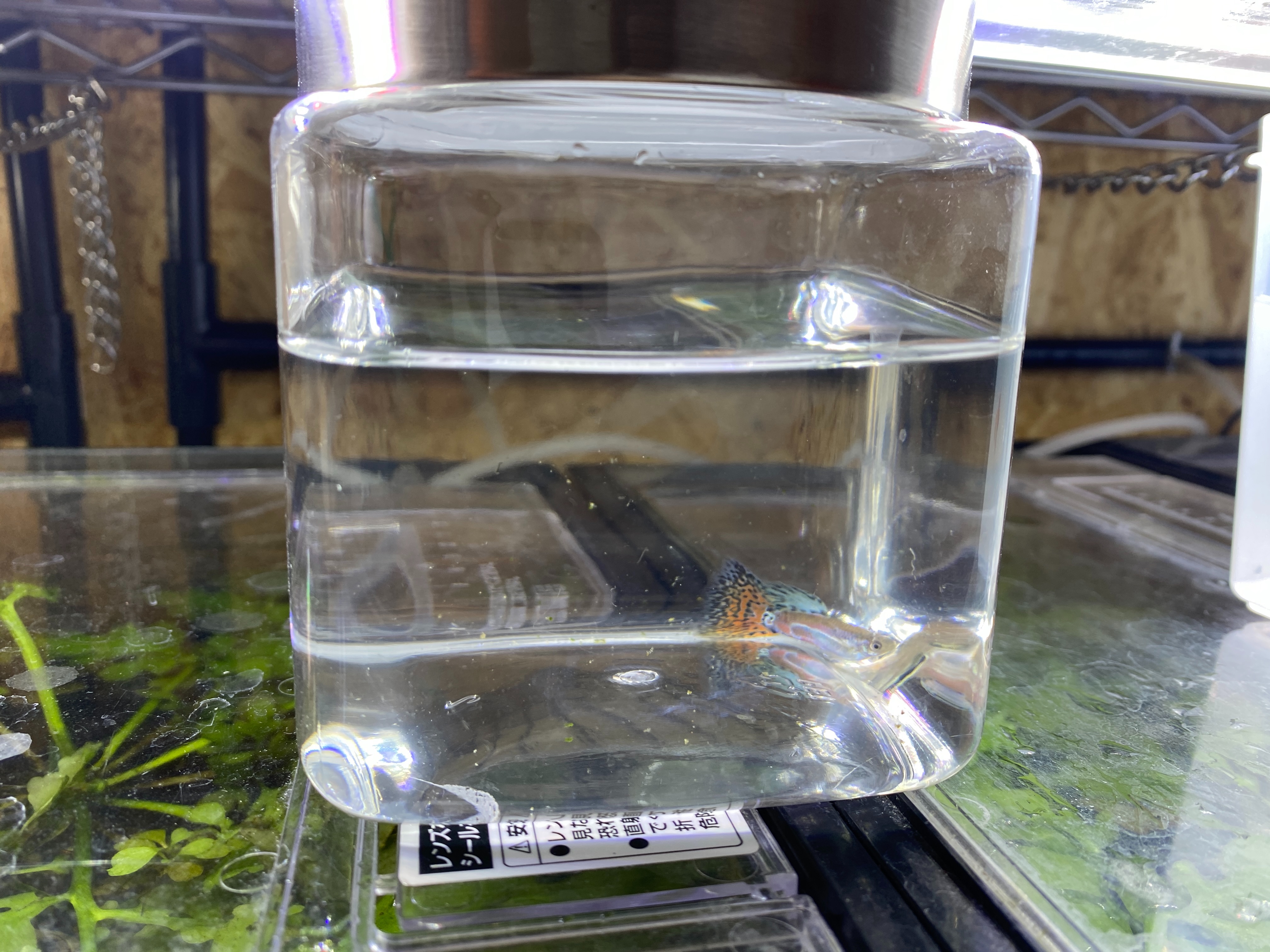 f:id:popopoppun:20230424235011j:image