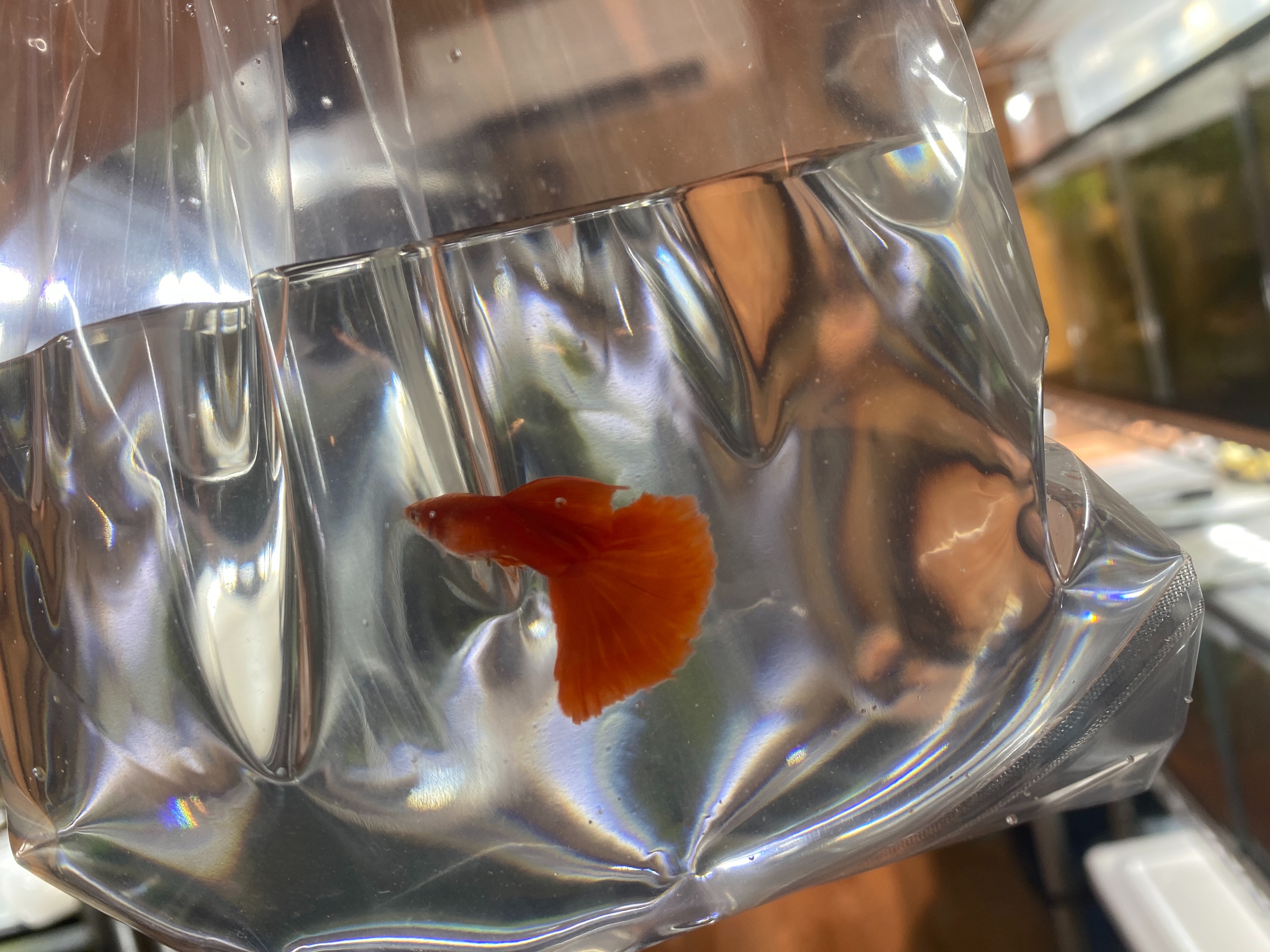 f:id:popopoppun:20230424235018j:image