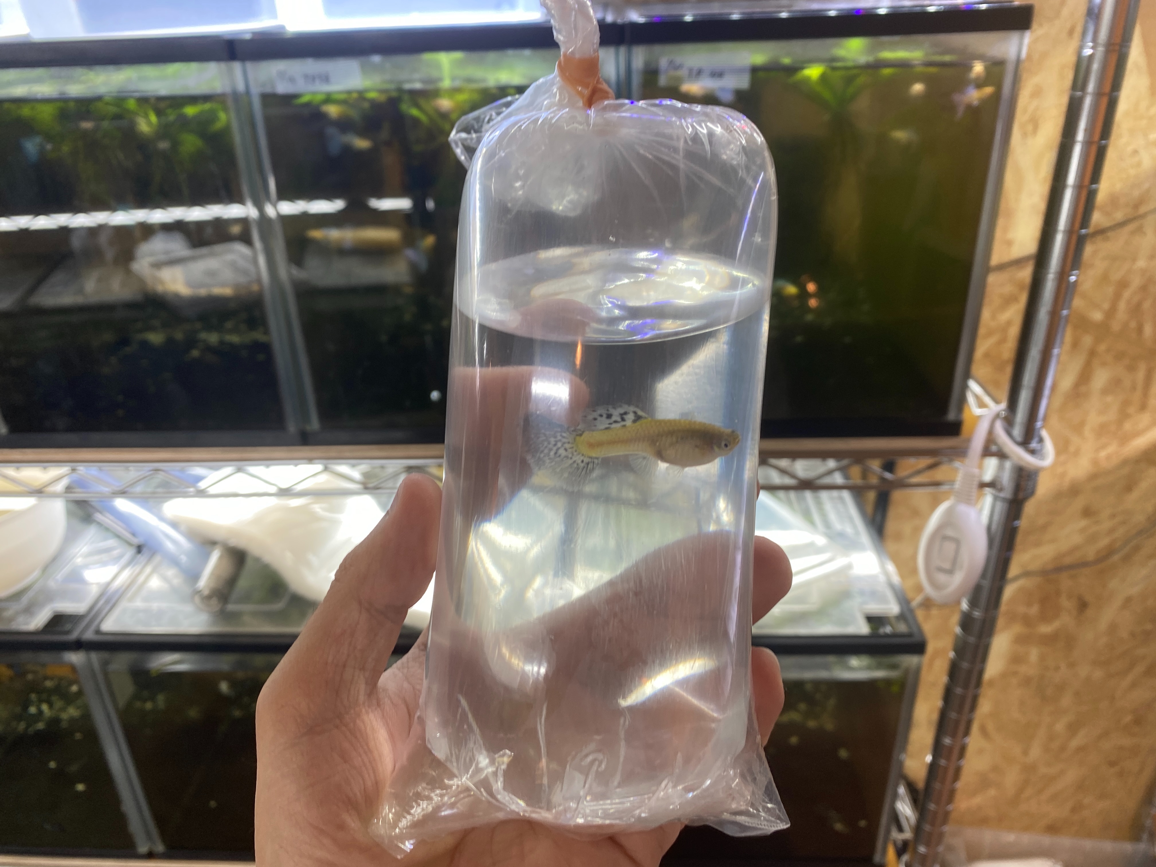 f:id:popopoppun:20230424235325j:image