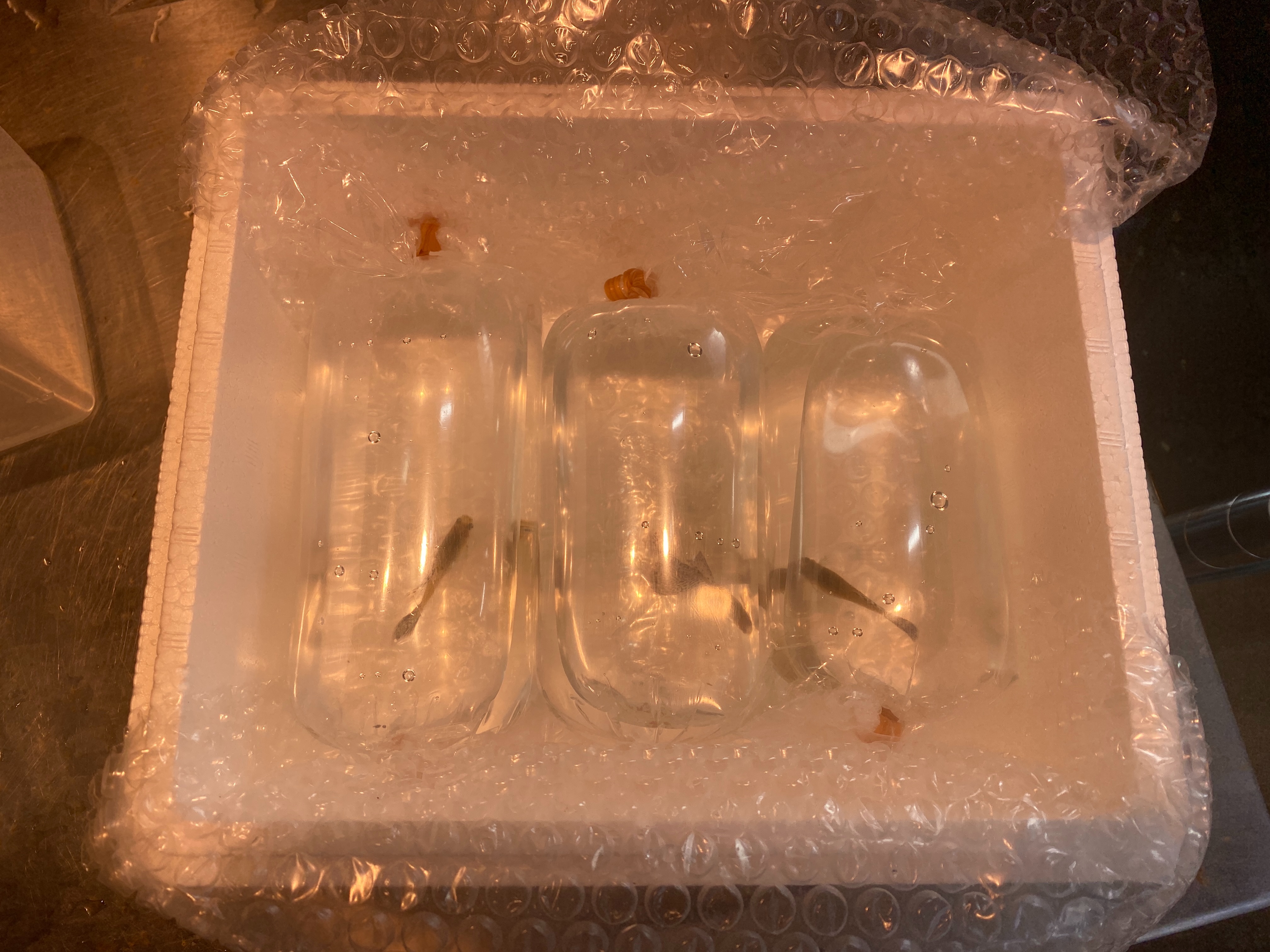 f:id:popopoppun:20230425000150j:image