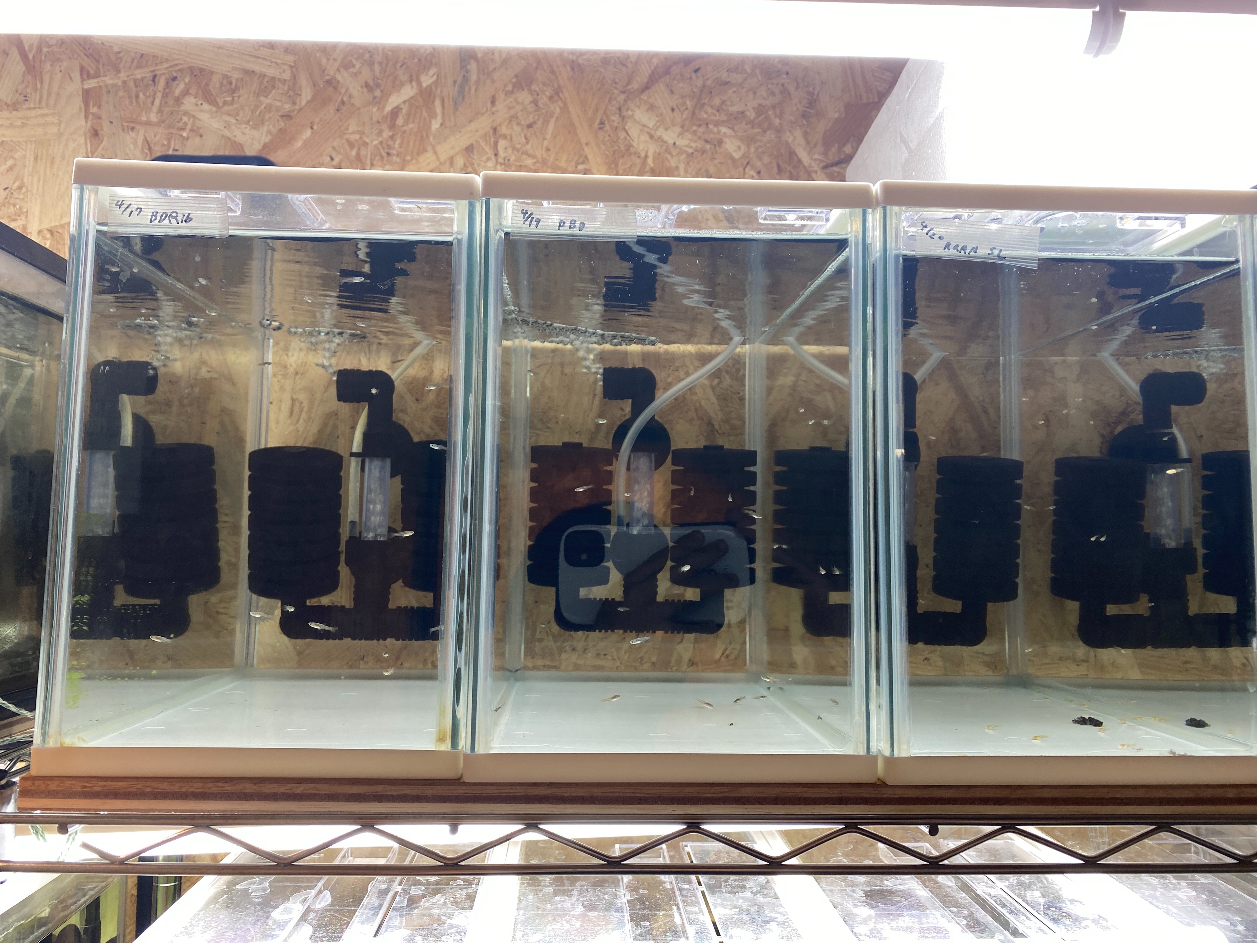 f:id:popopoppun:20230427001422j:image