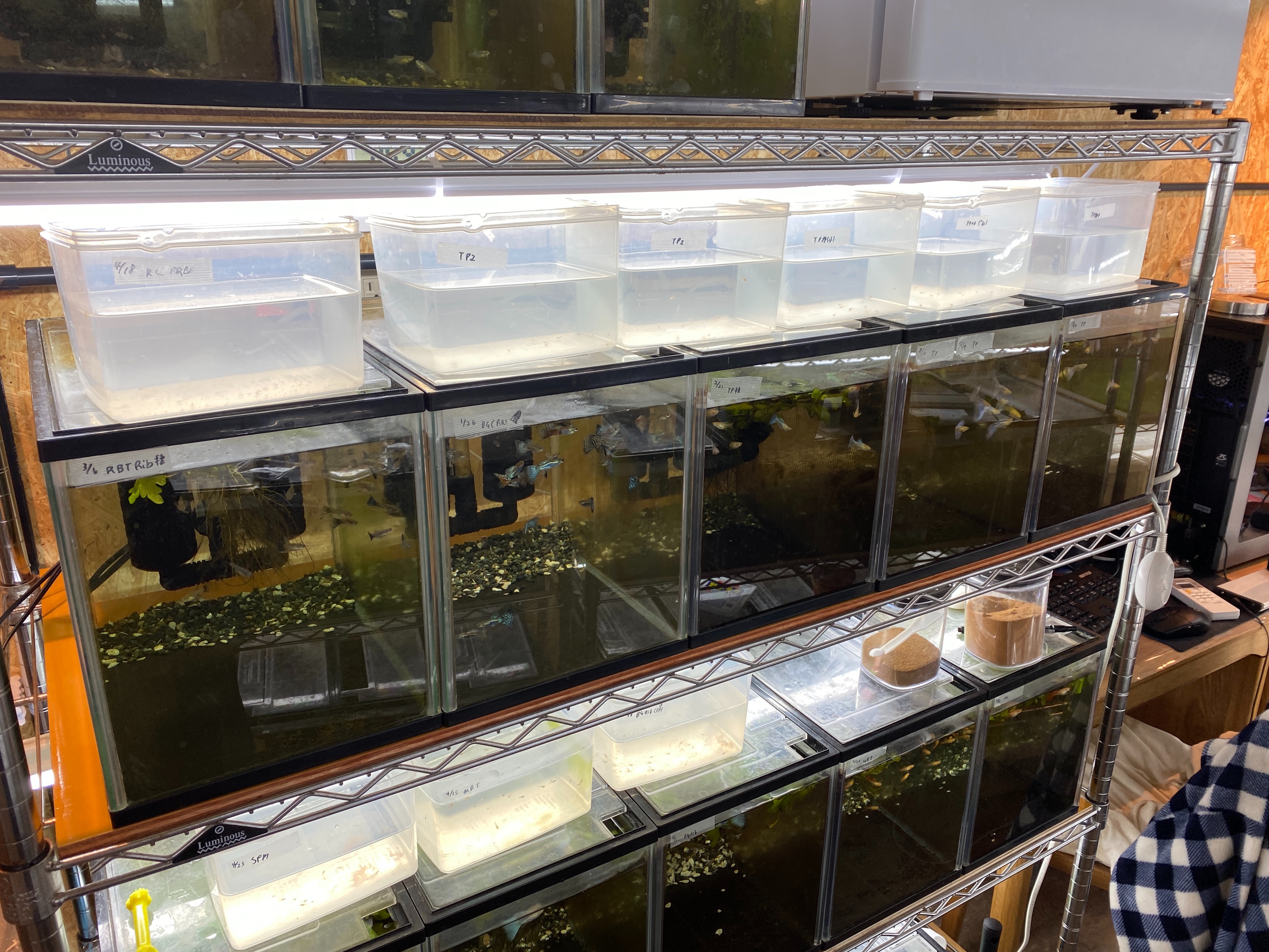 f:id:popopoppun:20230427002610j:image