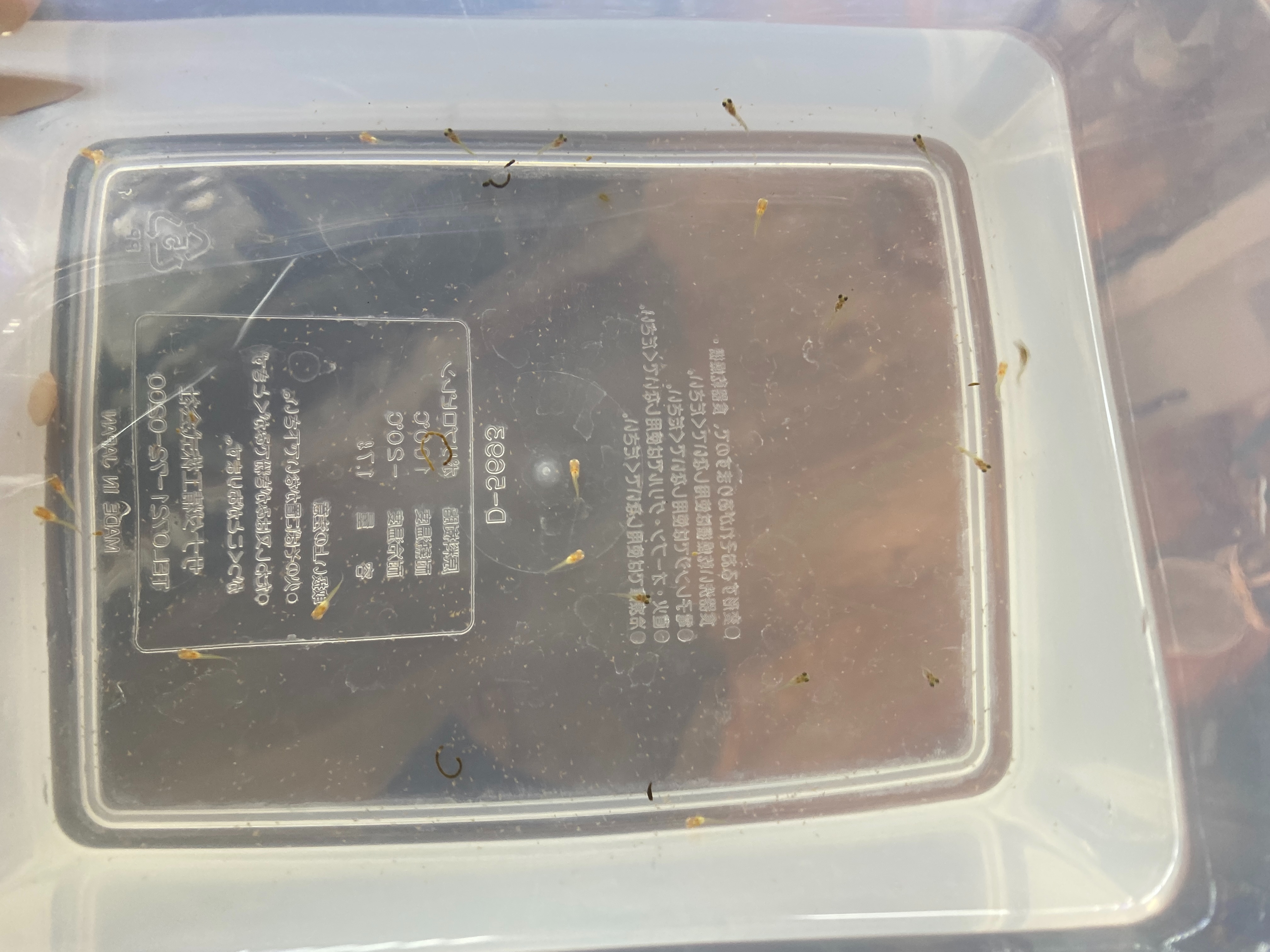 f:id:popopoppun:20230427230346j:image