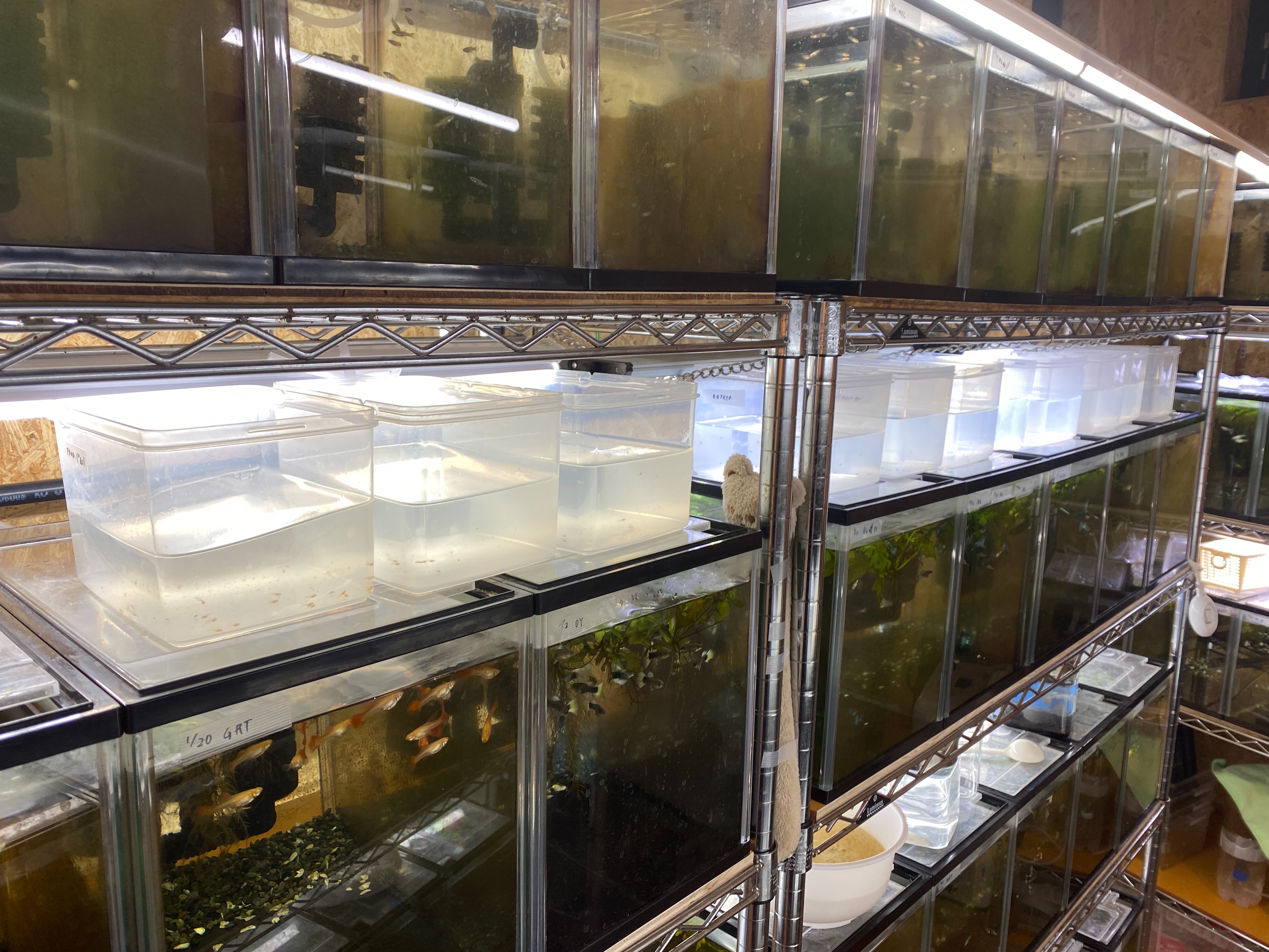 f:id:popopoppun:20230427230428j:image