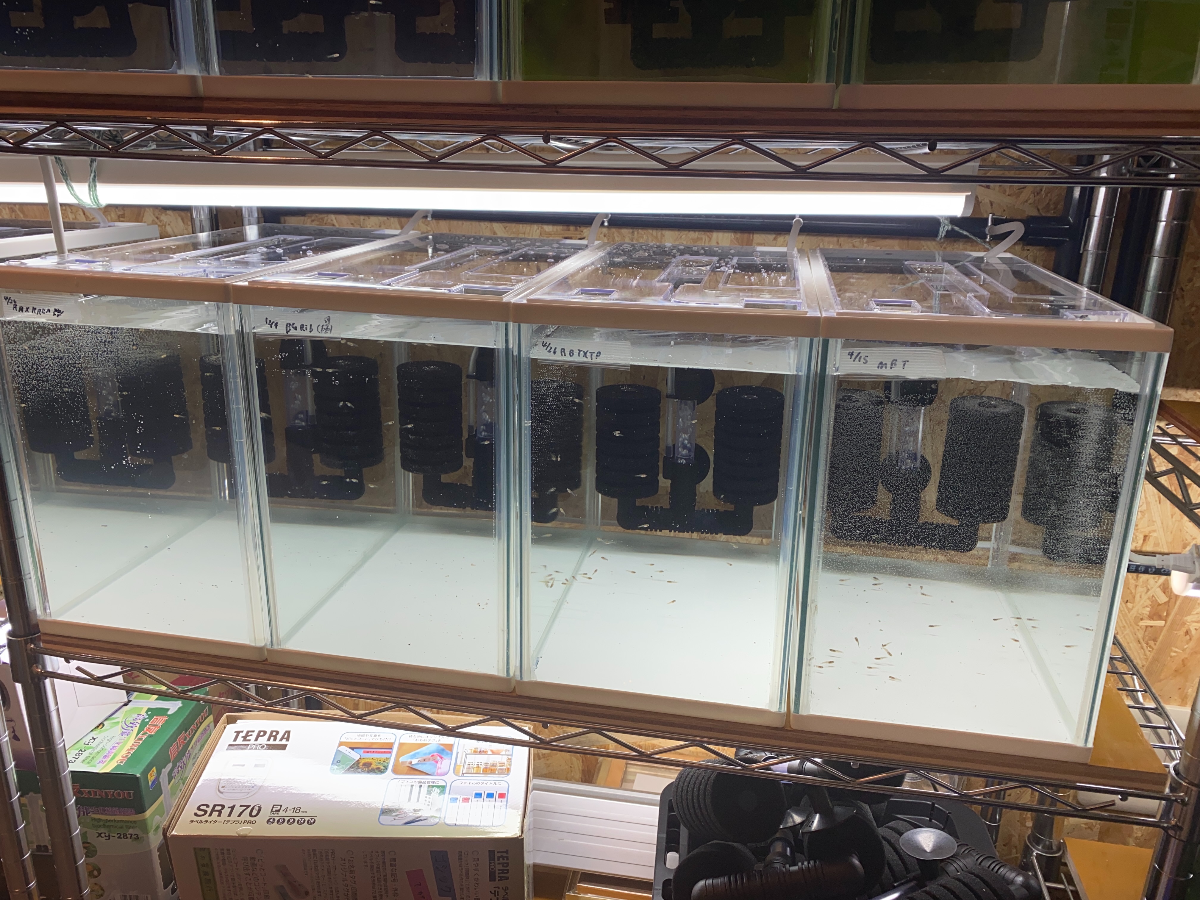 f:id:popopoppun:20230427230445j:image