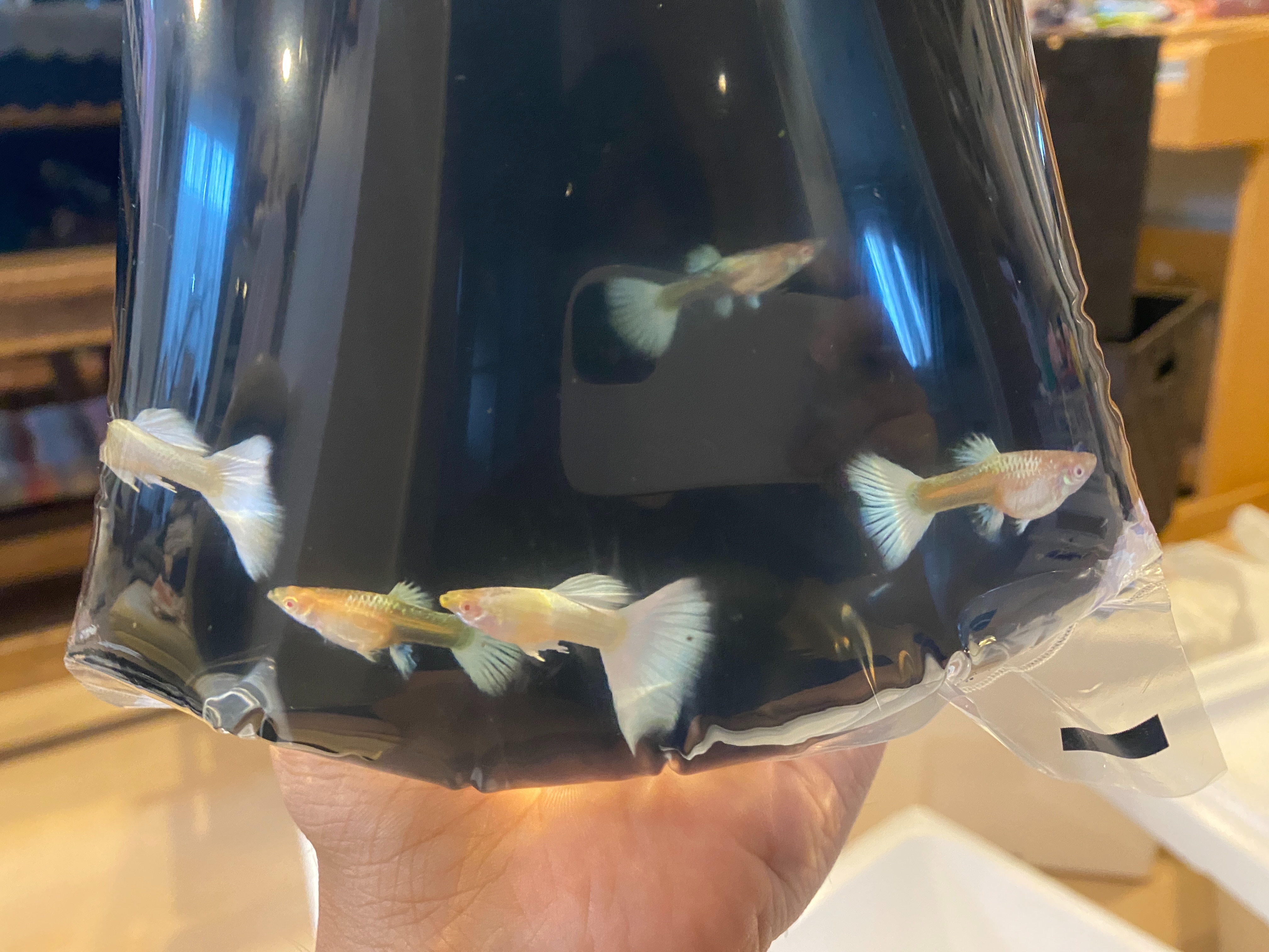 f:id:popopoppun:20230429192410j:image