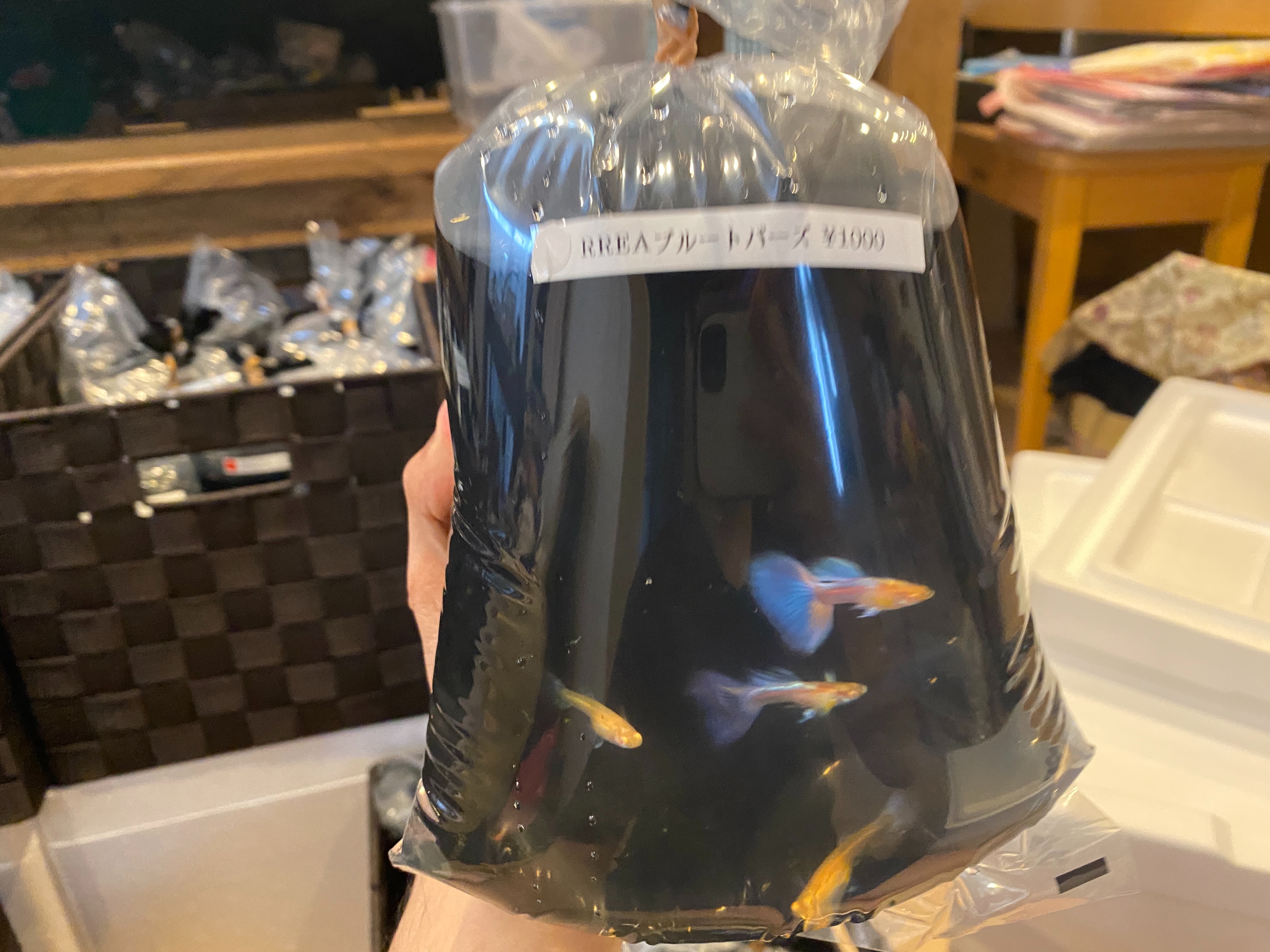 f:id:popopoppun:20230429192444j:image