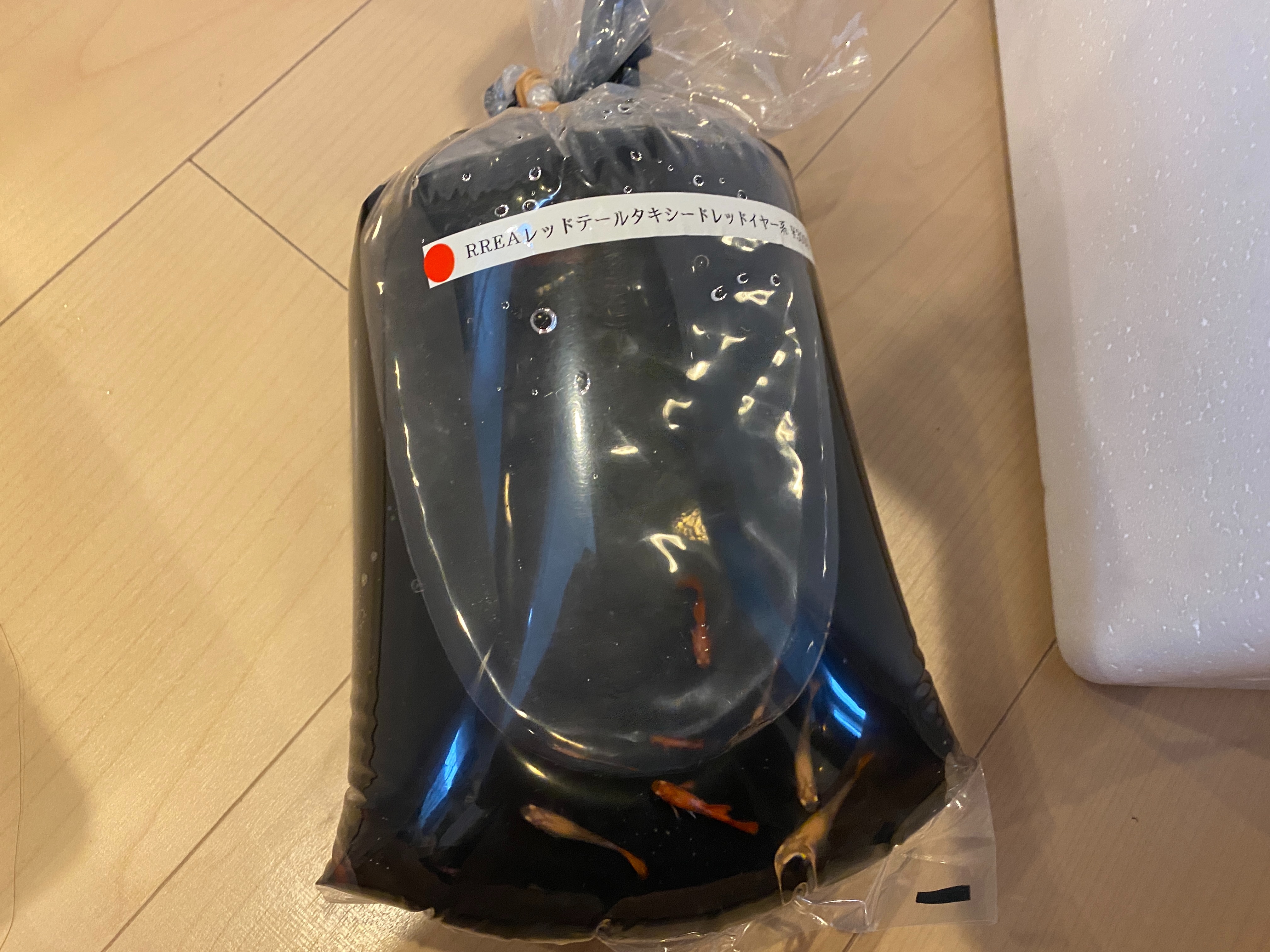 f:id:popopoppun:20230429192516j:image